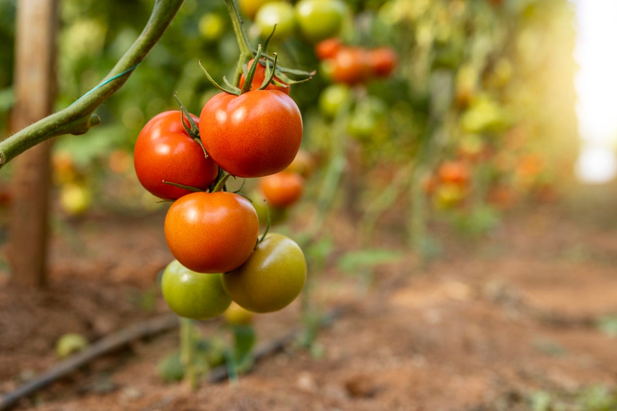Extreme heat can disrupt ripening, leaving tomatoes orange or patchy even when mature