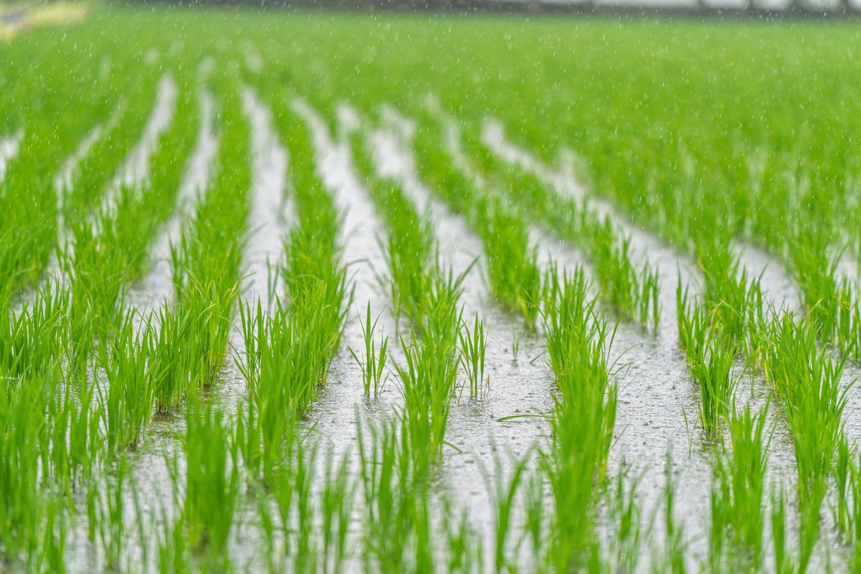 Higher temperatures and rising carbon dioxide could increase arsenic levels in rice