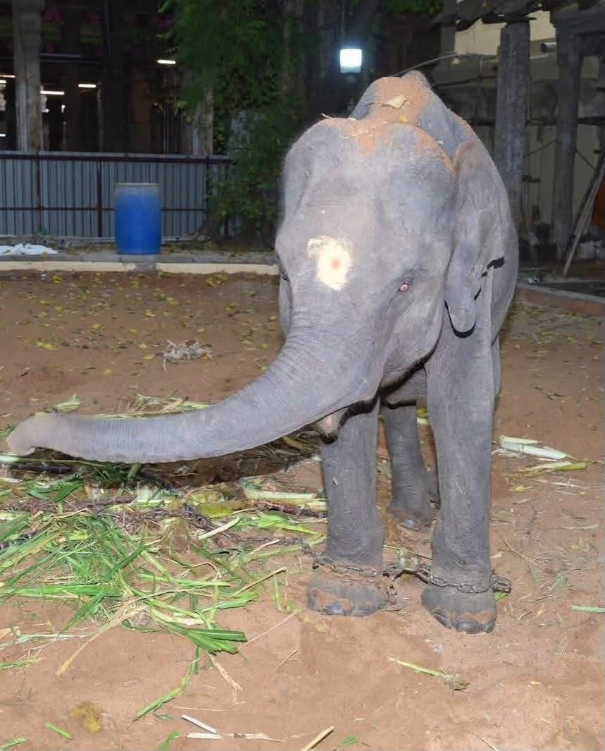 Durga is among five elephants set to be moved from Assam to Tamil Nadu (Supplied)