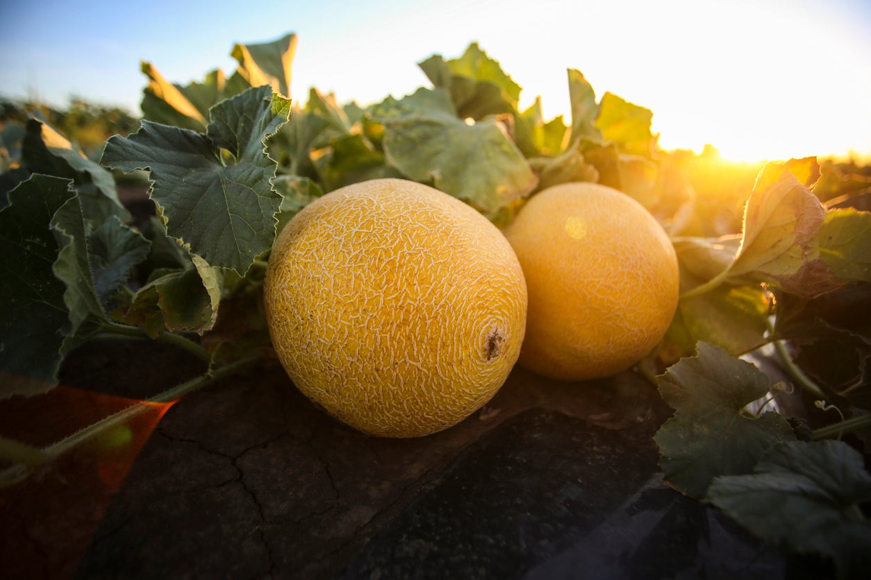 French growers have reported sunburnt melons after prolonged spells of intense heat