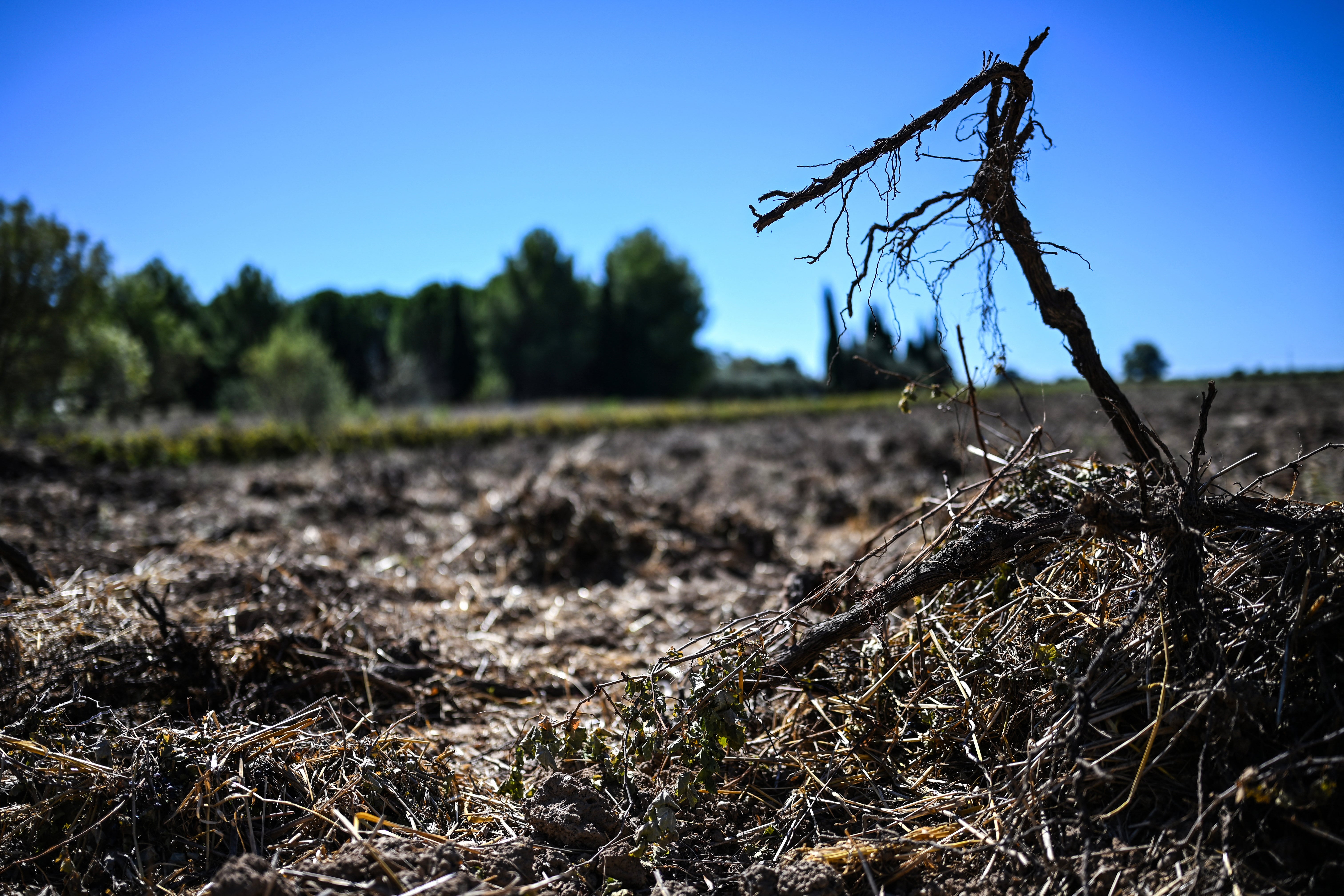 Grapes of wrath: heatwaves in France have led to an ‘unusual’ harvest