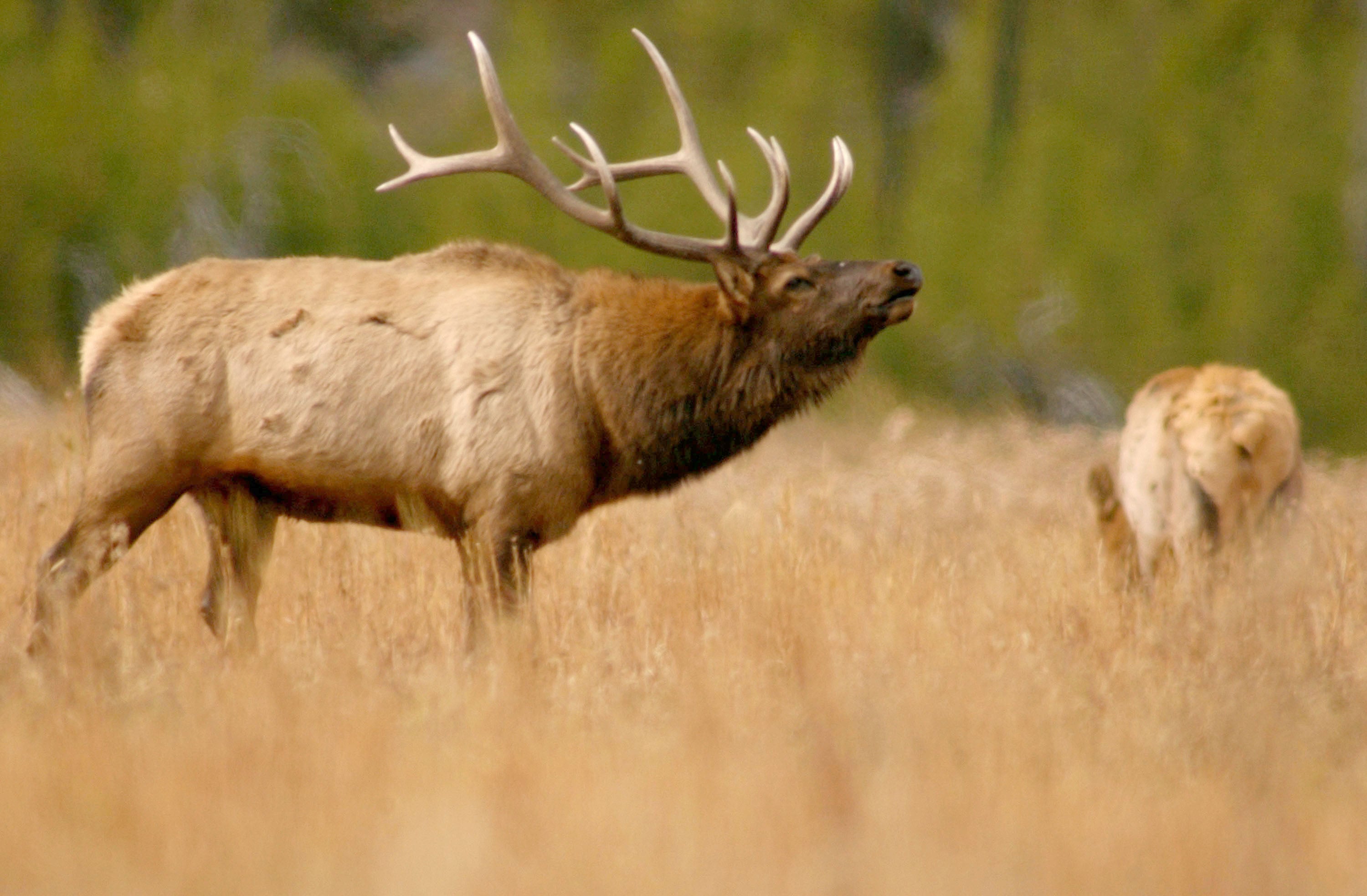 It’s the annual elk breeding season, known as the rut