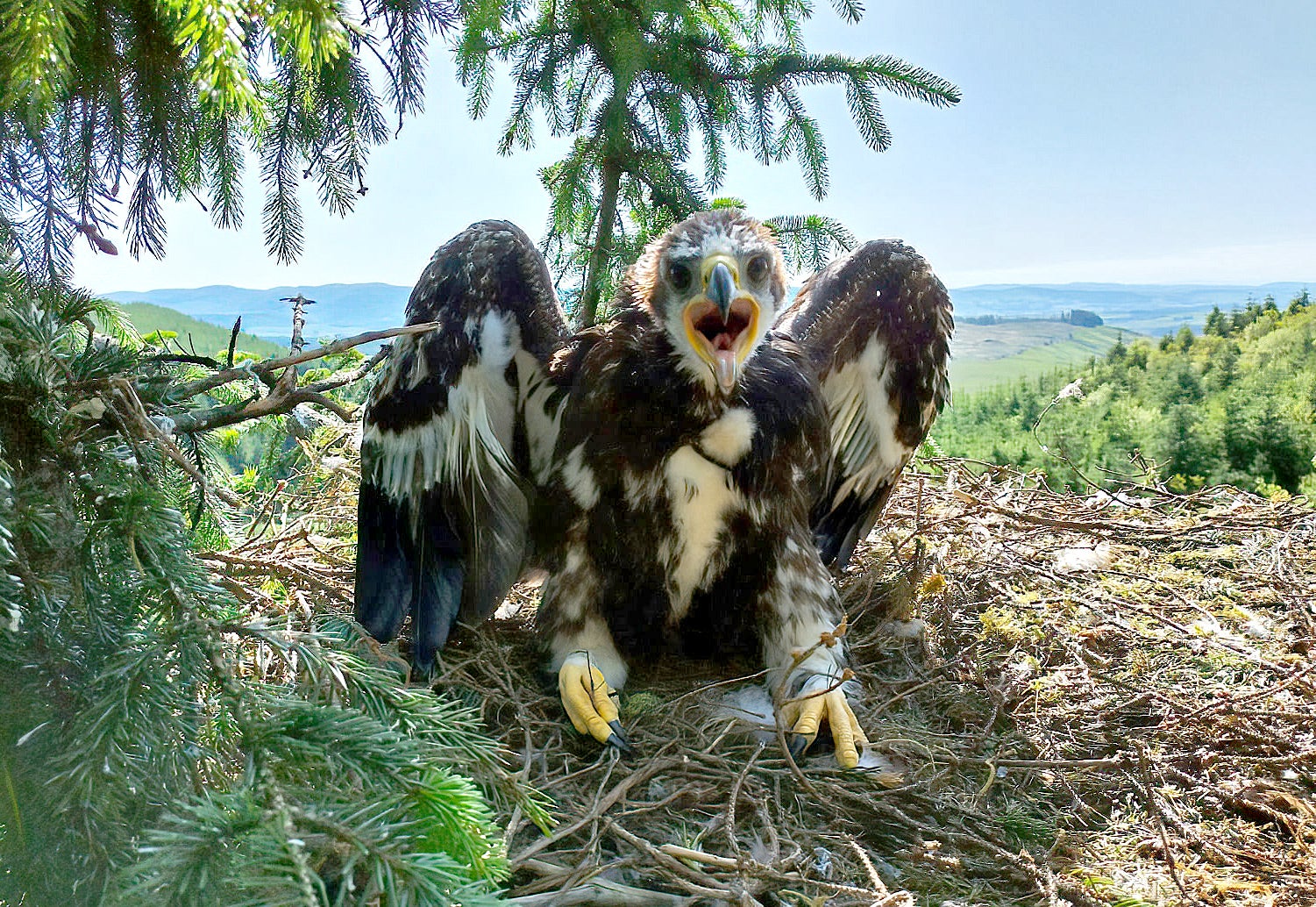 One of two fledgling golden eagles, named Sassy by Outlander star Sam Heughan, as part of the South of Scotland Golden Eagle Project (PA)