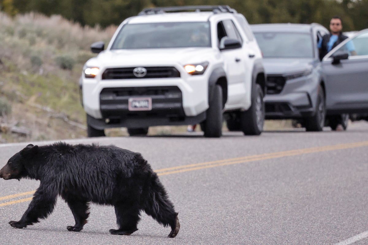 National Park Service warns visitors to stay away from elk and black bears - or face the consequences
