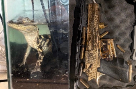 Two Arrested After Fentanyl and Alligator Found in Los Angeles Apartment Raid
