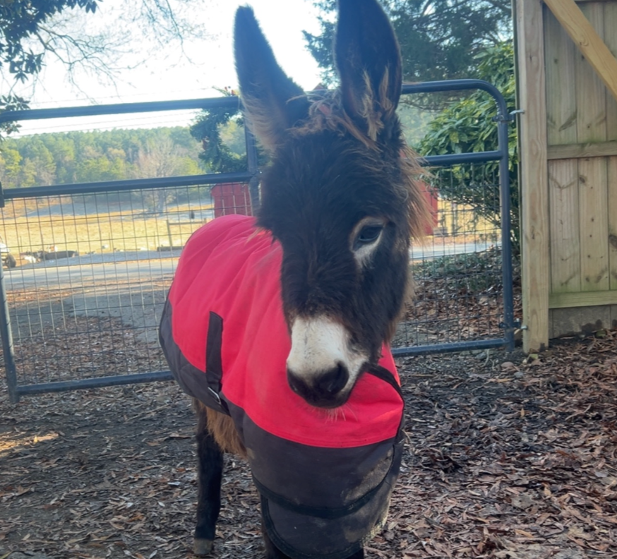 A Georgia property owner has filed a lawsuit against a Cedartown police officer who fatally shot her family’s donkey, HeeHaw, during a search operation late last month