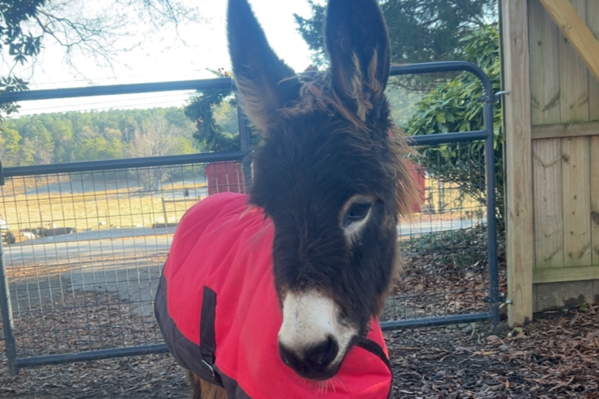 Cop sued for shooting family’s beloved donkey ‘HeeHaw’ to death on their Georgia farm