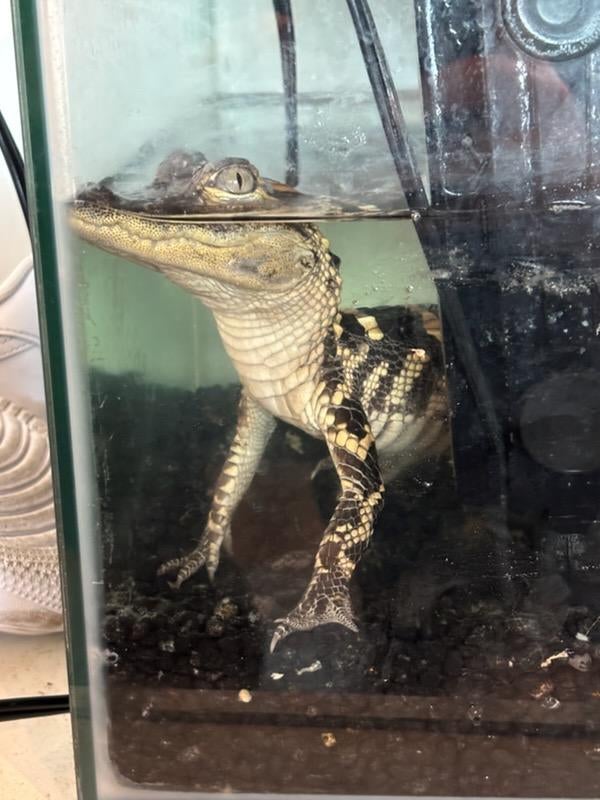 Federal agents have arrested a duo after 42 kilograms of fentanyl, a golden gun and a small alligator were found at a luxury apartment in downtown Los Angeles last week