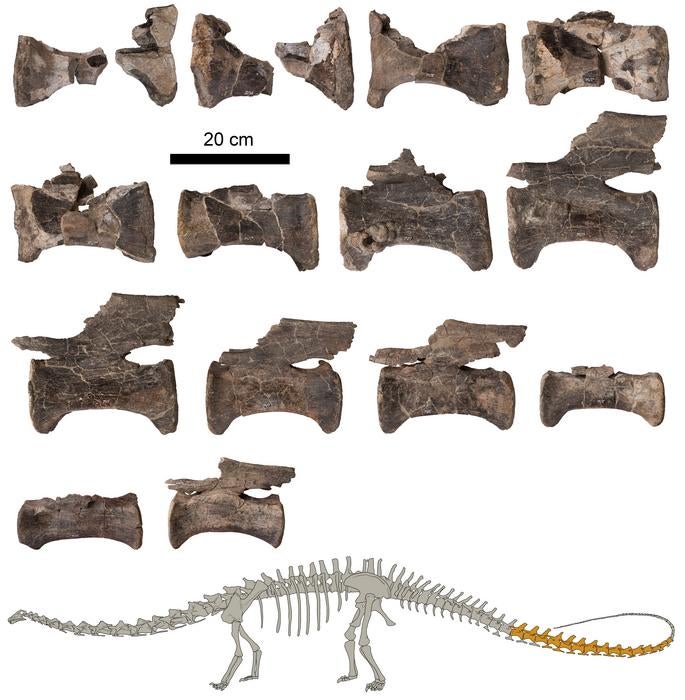 Tail vertebrae of the Diplodocus from El Castellar together with a figure indicating the studied fossils in dark