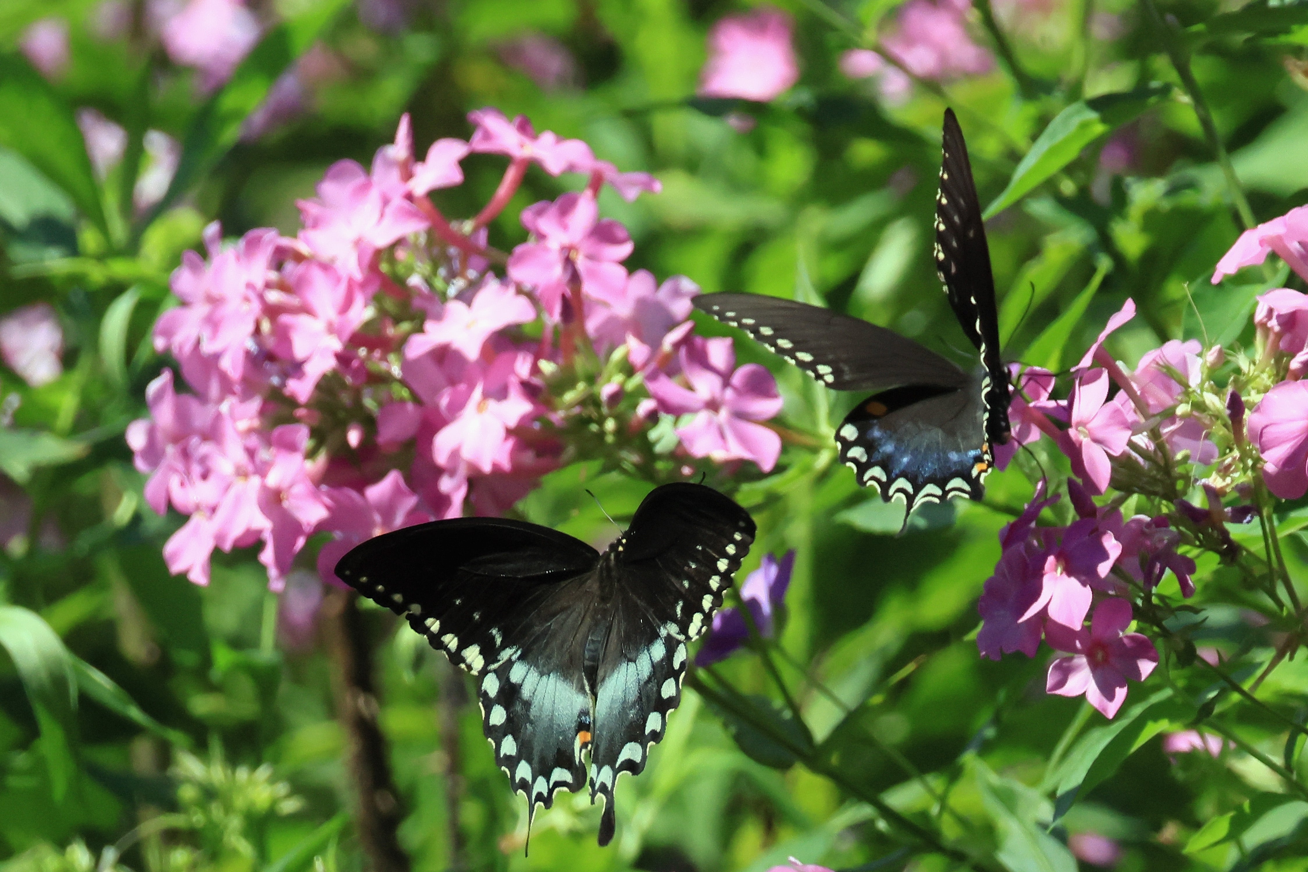 Record heatwaves bring butterfly boom, new data shows