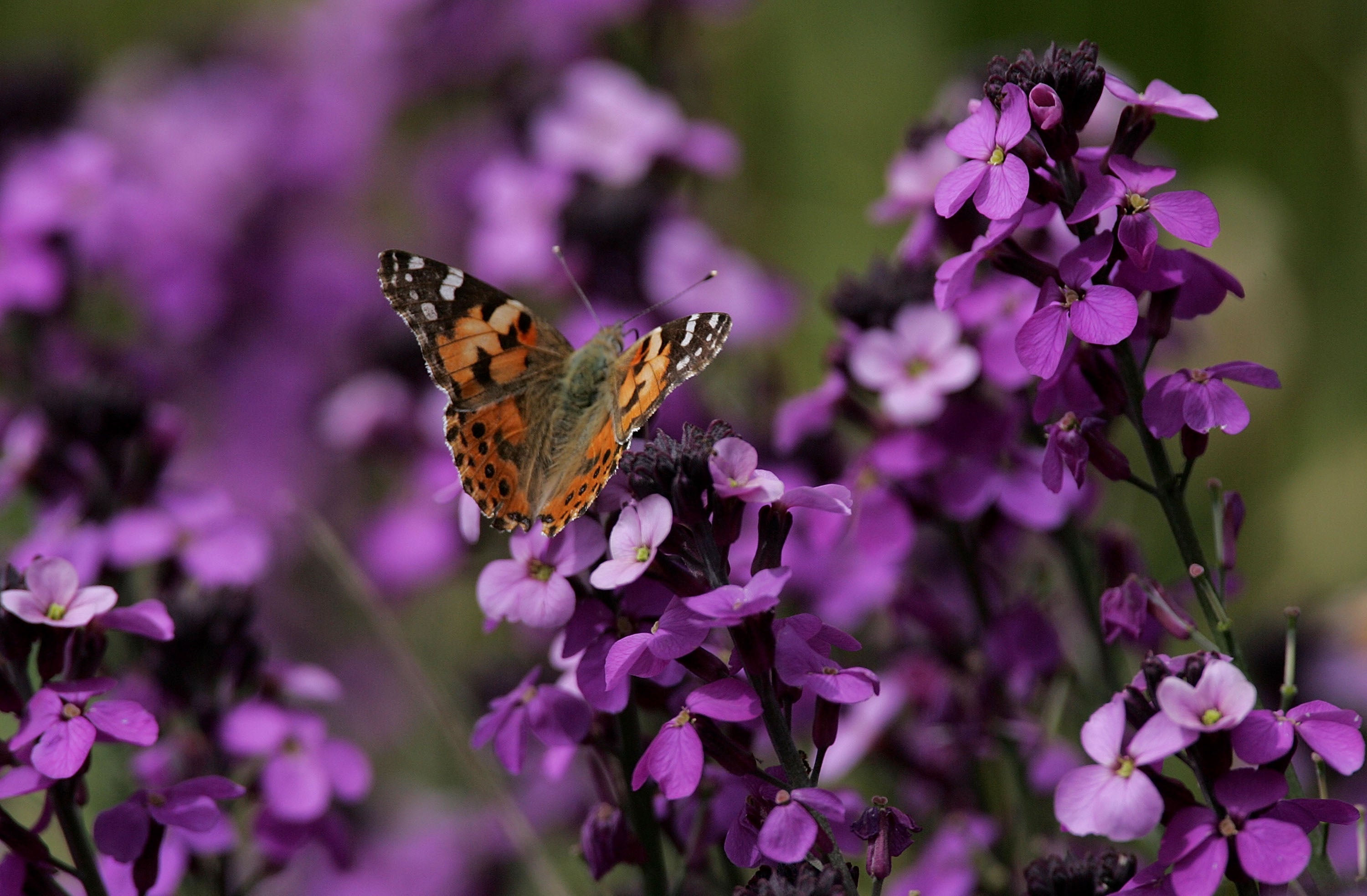 The number of painted lady butterflies surged by 355 per cent