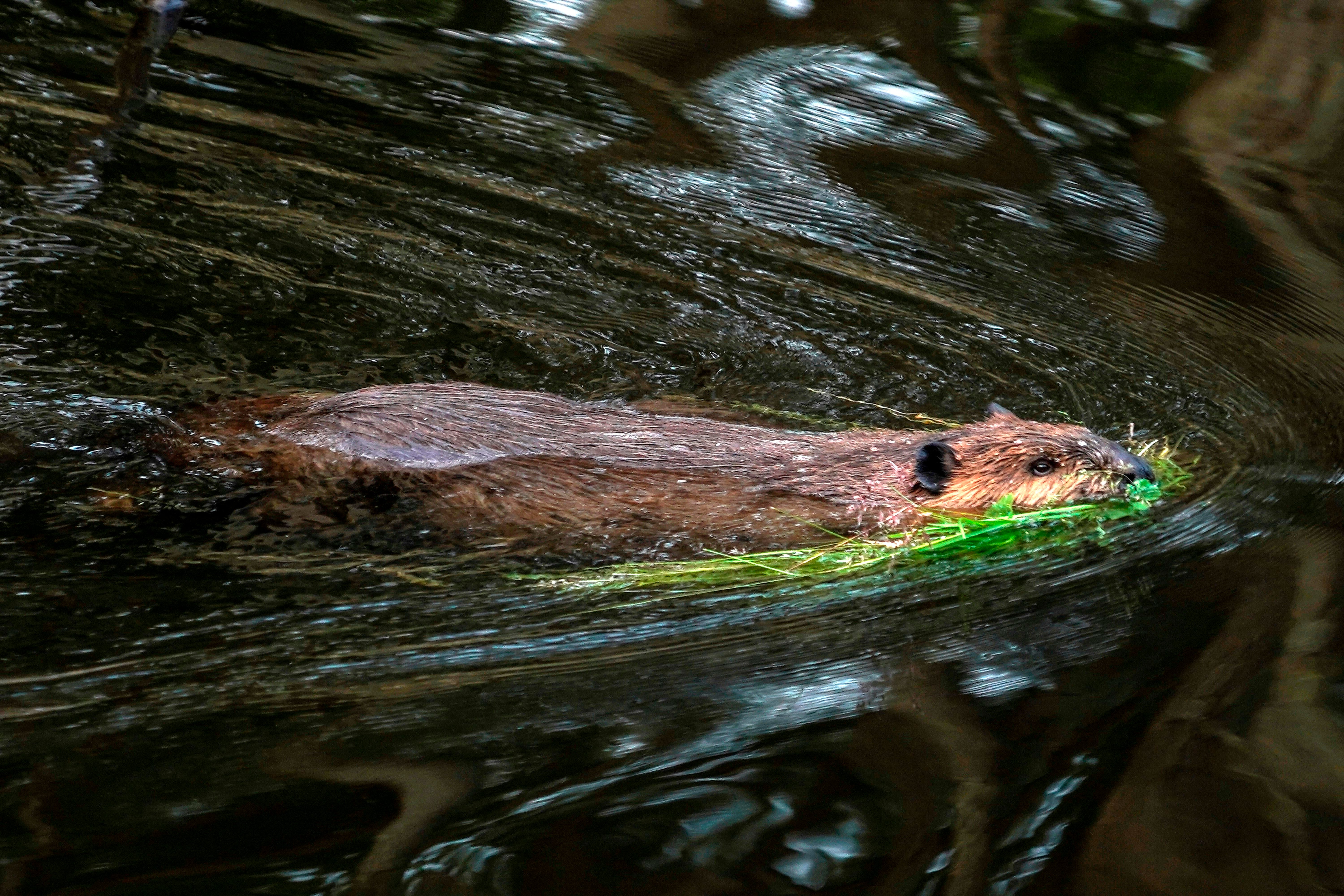The beaver was euthanized after testing positive for rabies, but another attack followed the one on Dominick shortly after