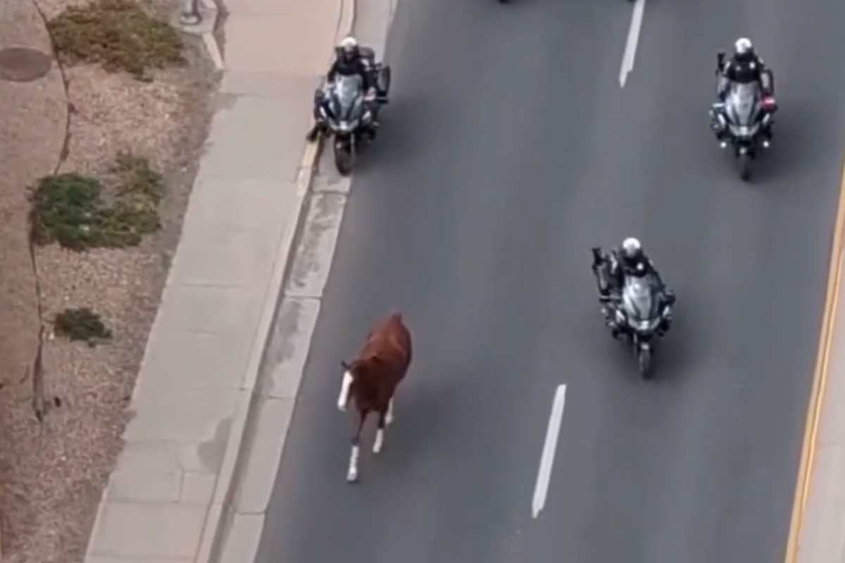 Cowboys help cops chase down loose horse running through city