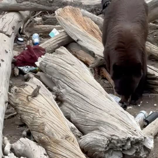 The black bear gets into abandoned food and gear in and among trees, logs and boulders in the Delta Lake area