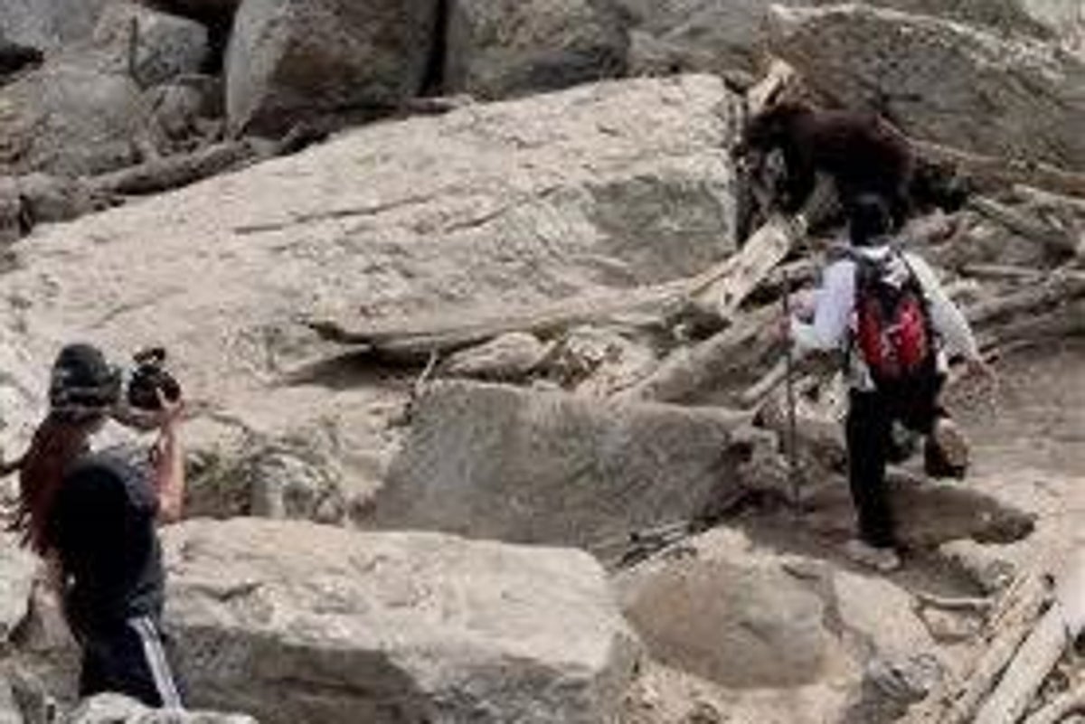 National park blasts visitors after black bear feeding forces euthanasia: ‘Poor decisions’