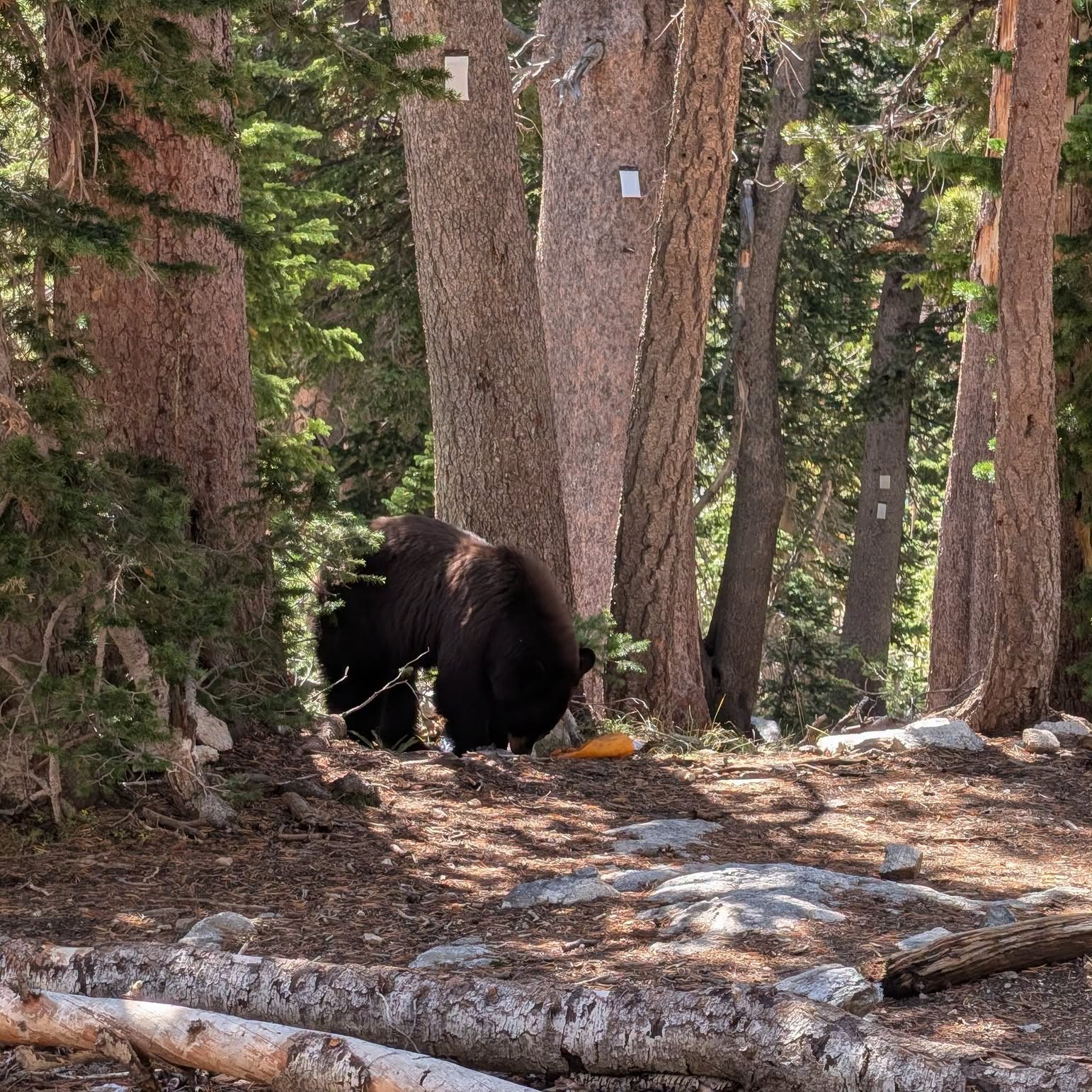 This isn’t the first time a bear has been euthanized after being food-conditioned at a national park. Two bears were euthanized in Glacier and Yellowstone last summer