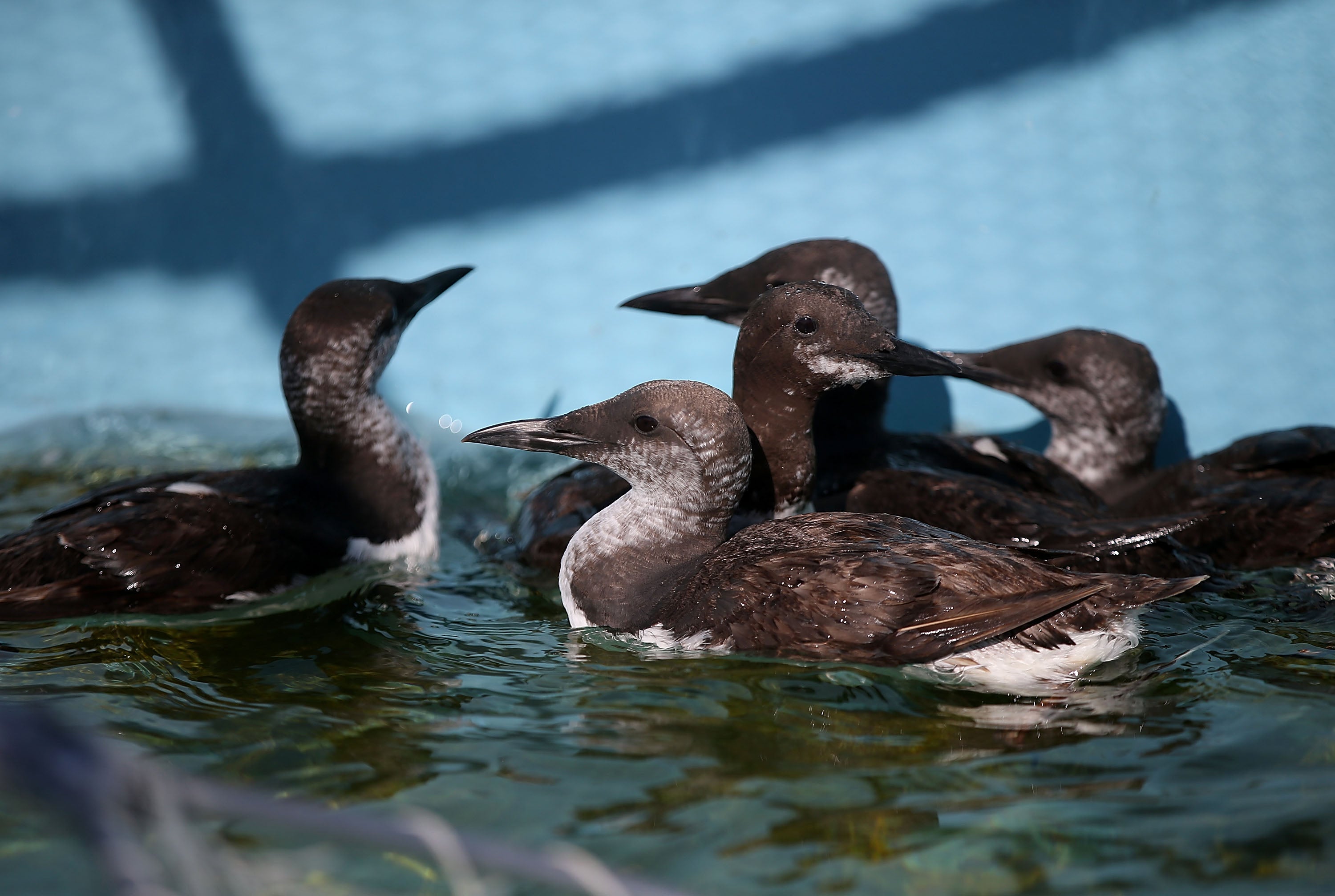 Common murres experienced the largest known die-off of a single bird species in Alaska in 2014
