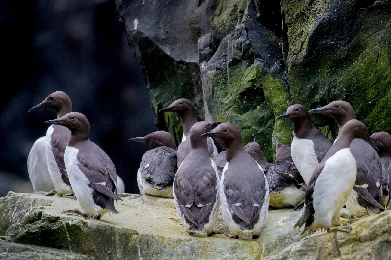 Common murres are starving because warming Pacific waters are helping competitors gobble up more of their prey