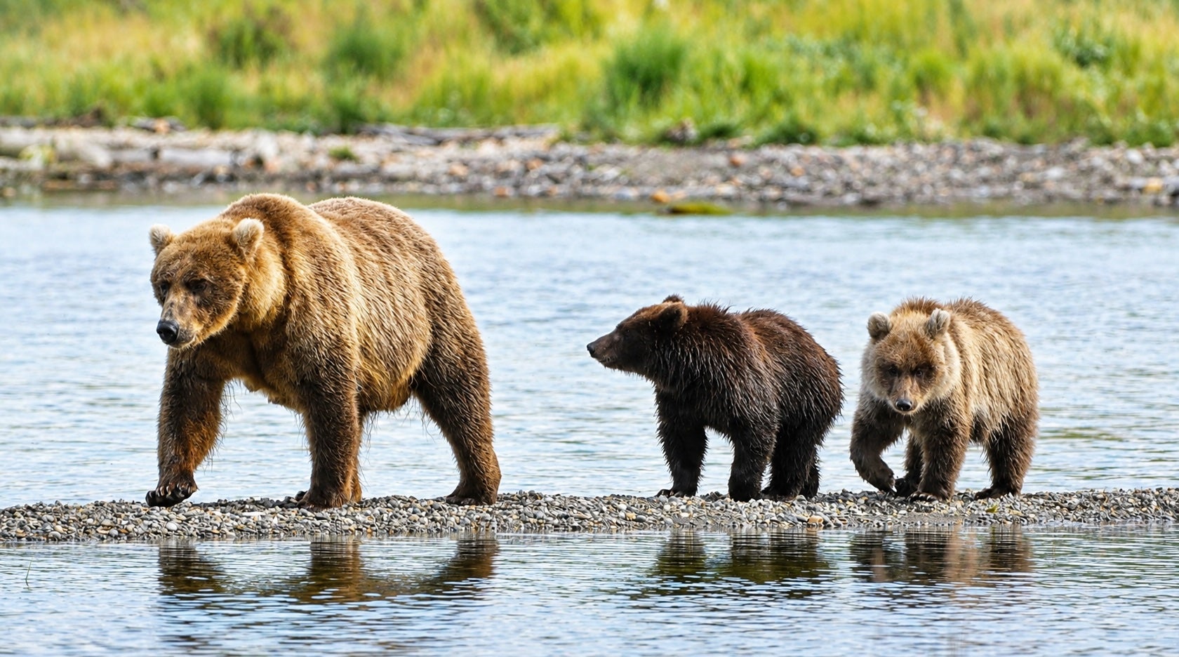 The Fat Bear Week crown is up for grabs for the 12th consecutive year