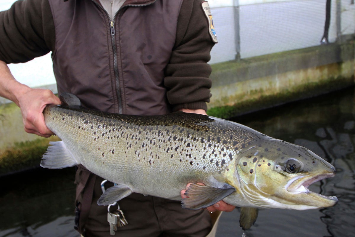 Restoration aims to reopen Maine river for endangered Atlantic salmon, but recovery uncertain