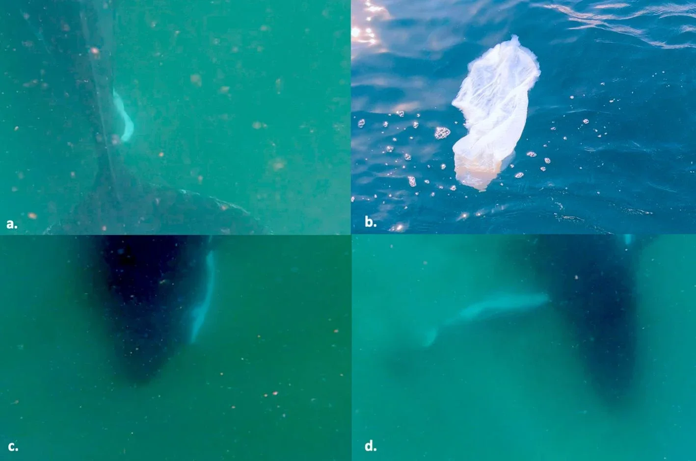 Release of amniotic membrane (a). Parts of the amniotic membrane floating on the surface (b). Female humpback whale resting next to her stillborn (c), and eye contact with the stillborn (d) (Discover Animals (2026))
