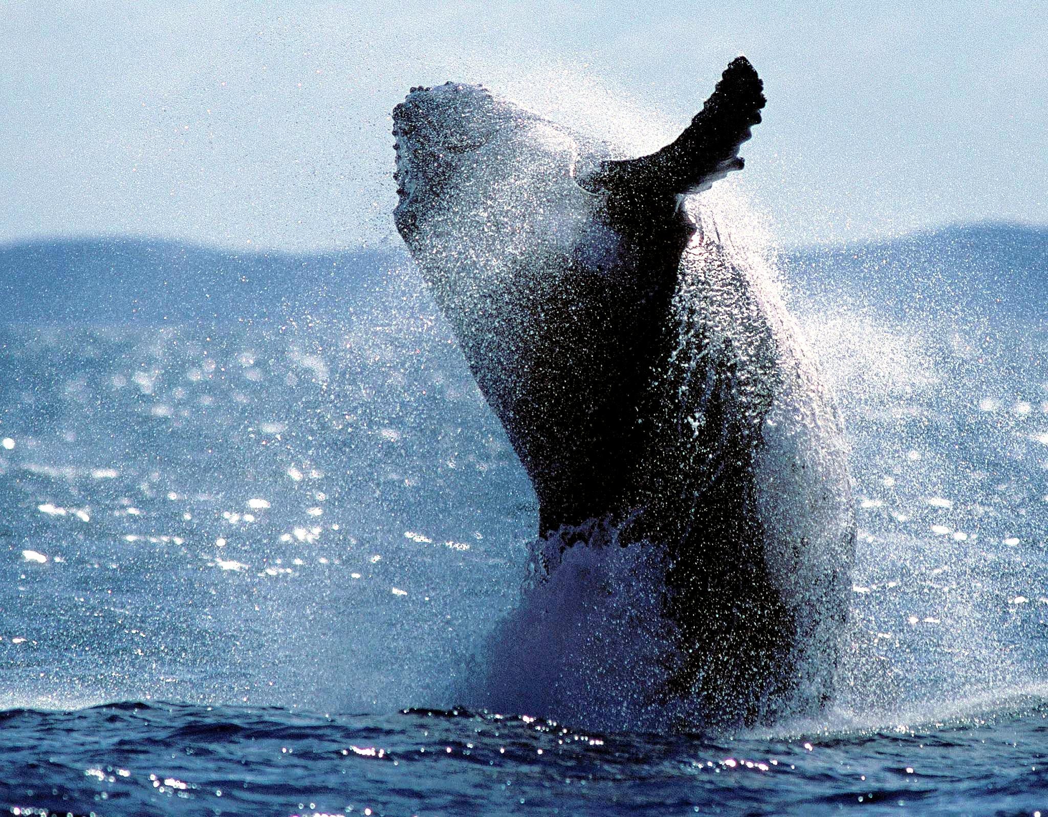 A young adult Humpback Whale breaches into the air during a migratory frolic