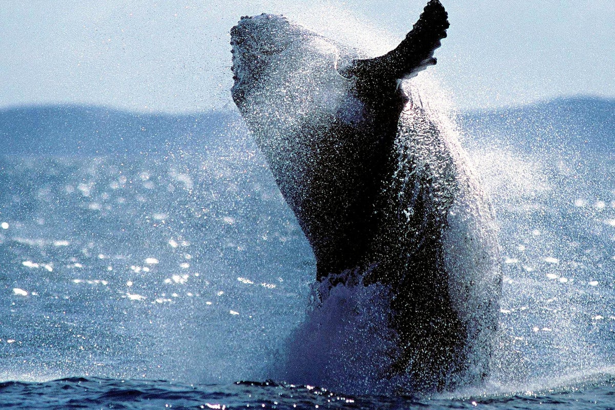 Humpback whale sighted 60 miles inland in Sacramento River