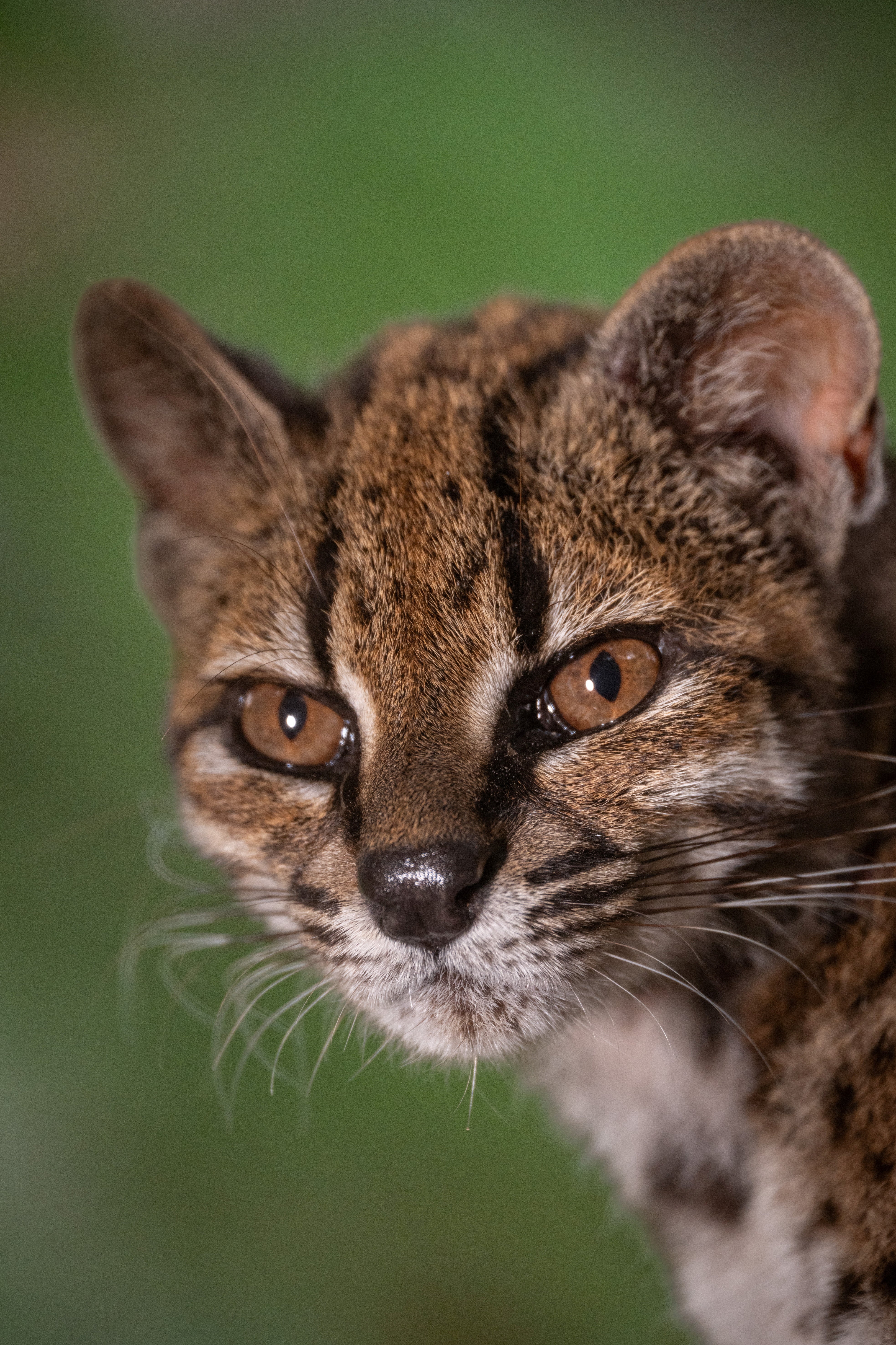 Leopardus tilcayo is the only known individual of the newly identified species