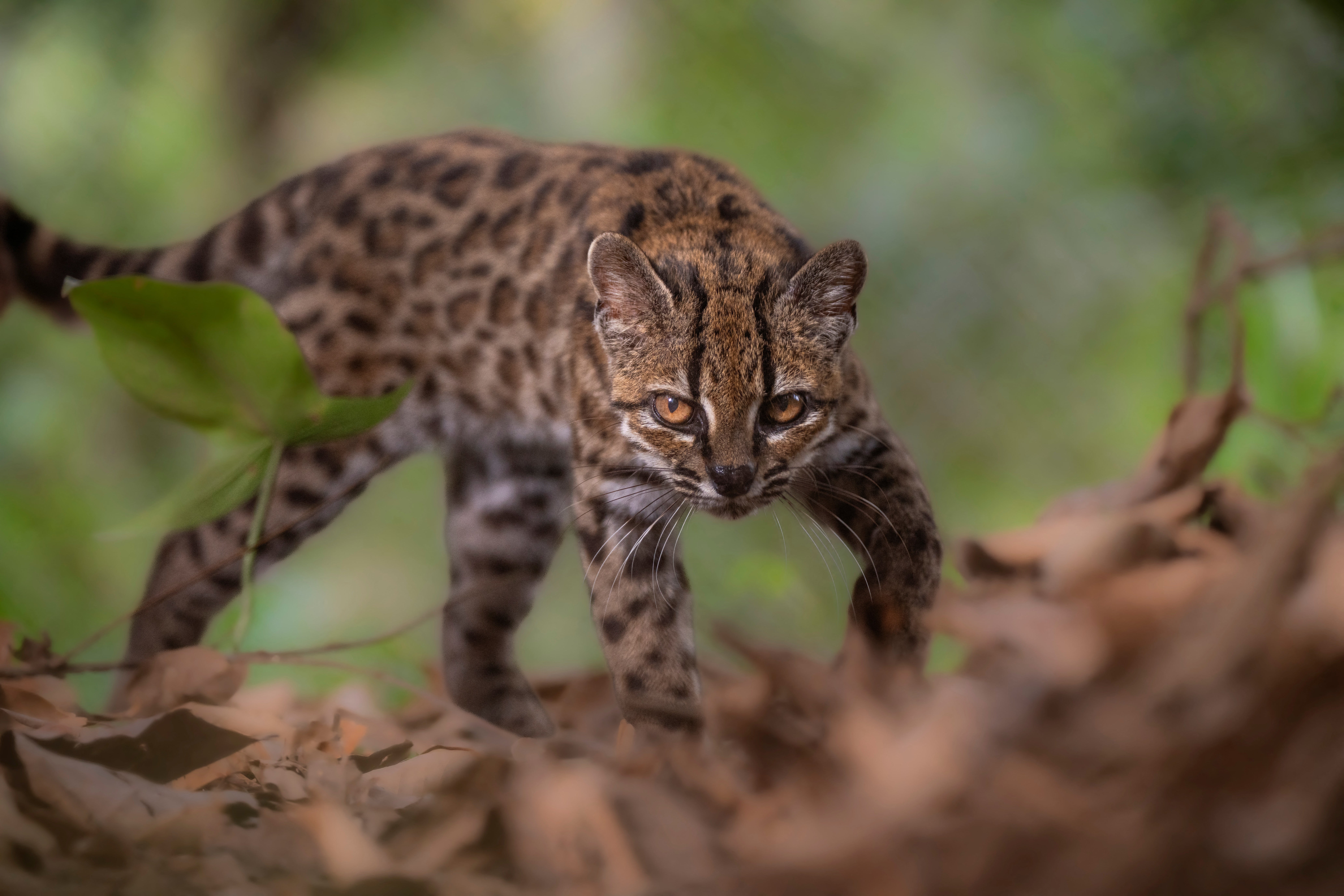 A Leopardus tilcayo cat, a newly identified species
