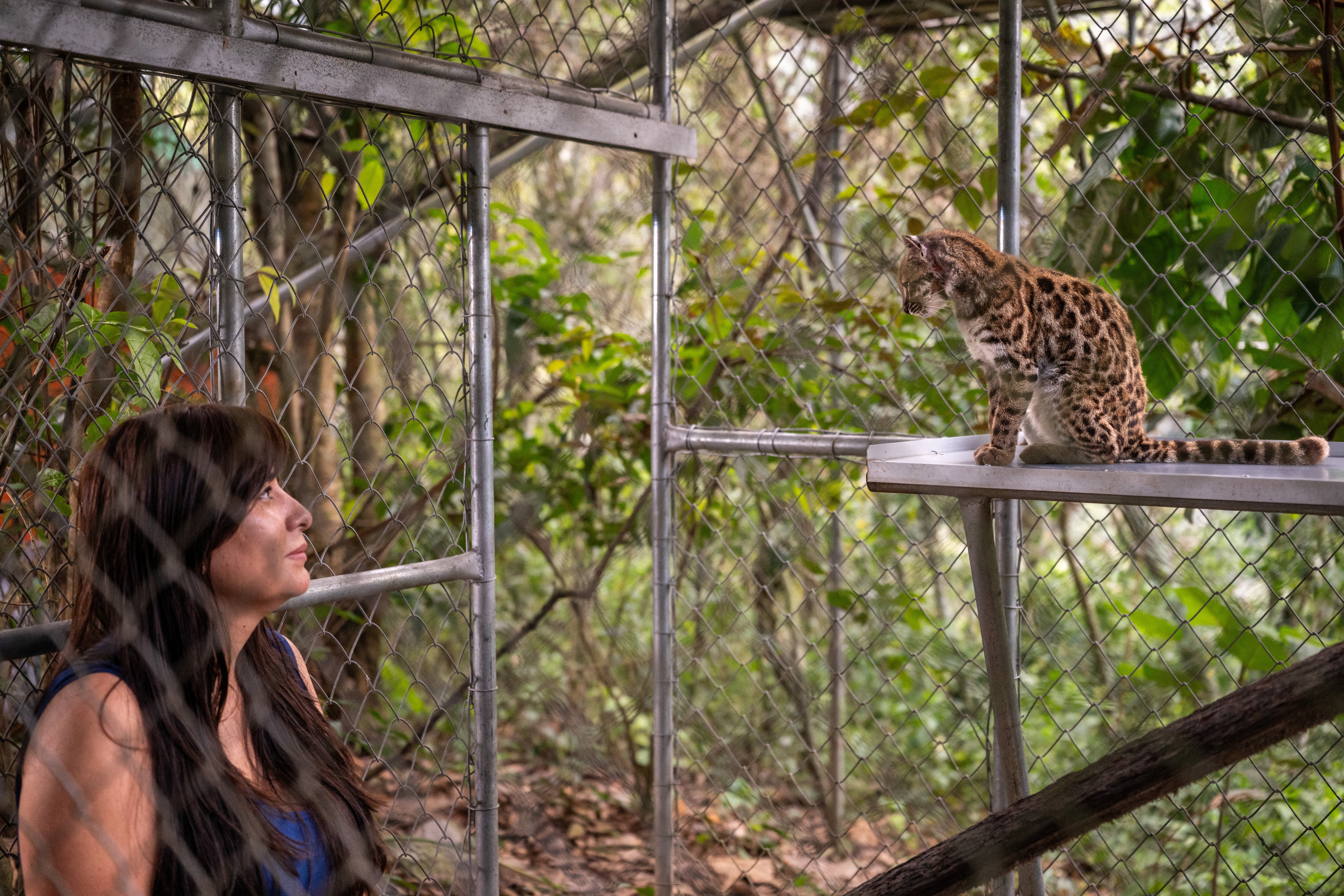 National Geographic explorer Paola Nogales Ascarrunz led the study that identified Leopardus tilcayo as a new species