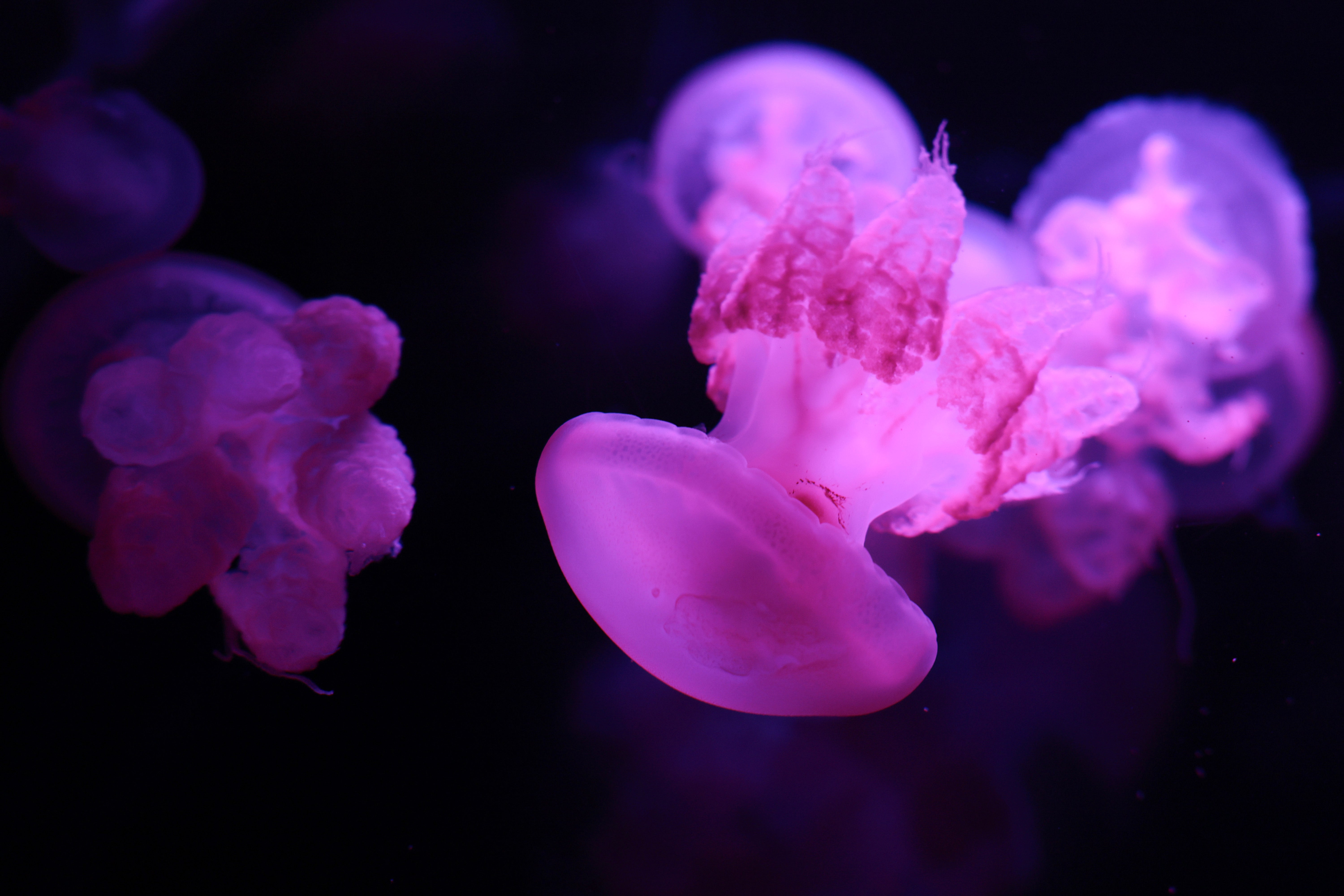 The human brain structure is believed to have once mirrored the nervous networks observed in jellyfish