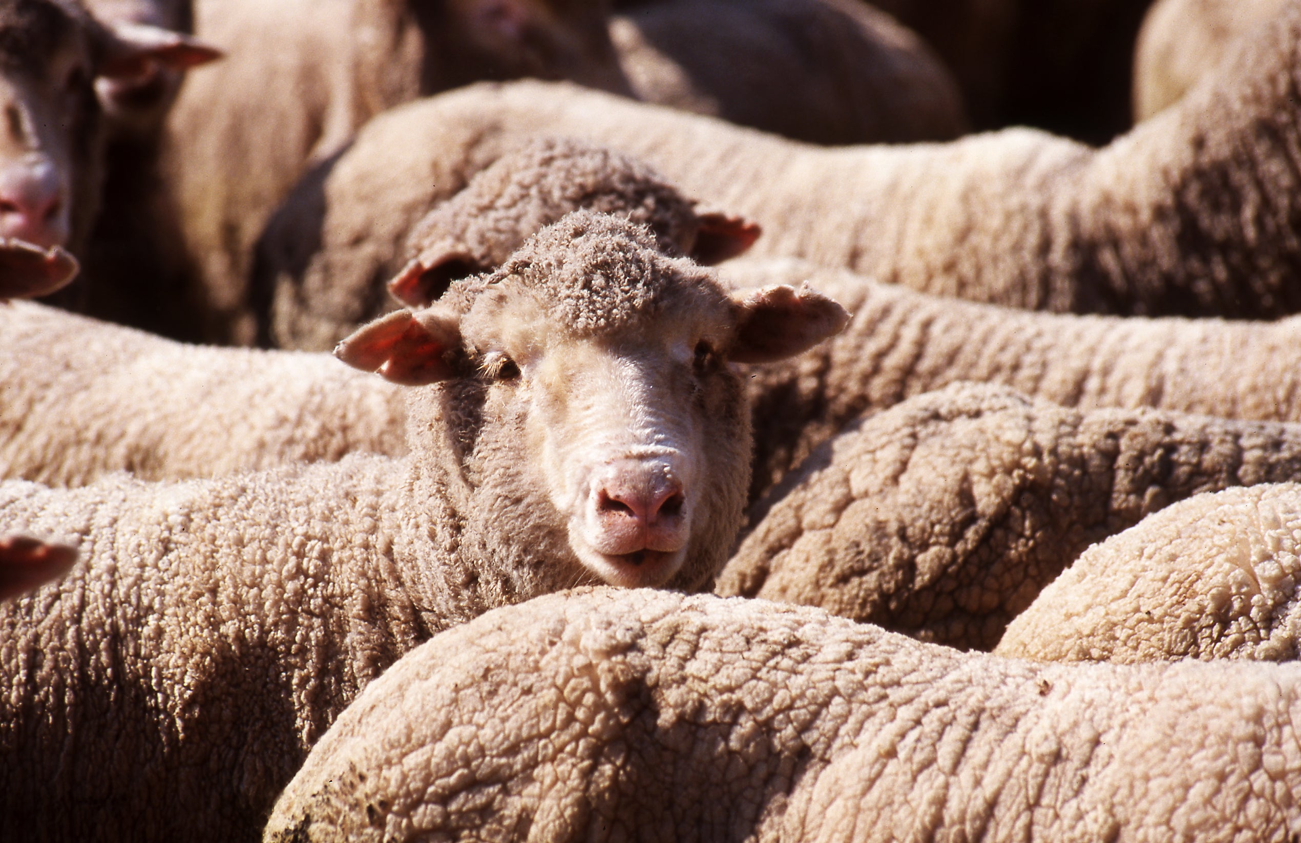 Peta’s focus on H&M follows the organisation’s investigation into a wool farm allegedly linked to the clothes store’s supply chain
