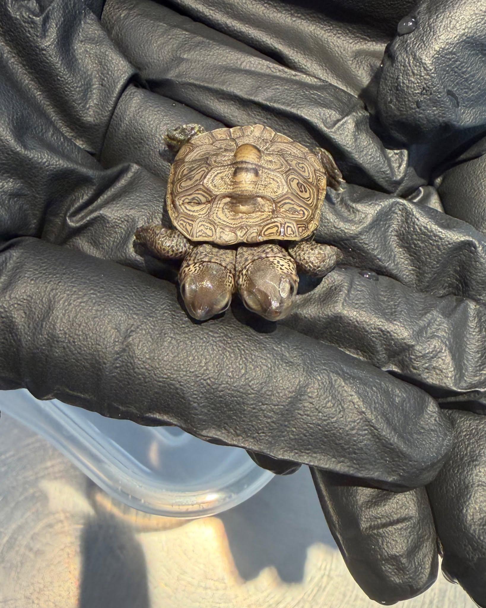 The hatchling’s two heads are the result of a rare developmental condition known as bicephaly that can occur in reptiles and other animals