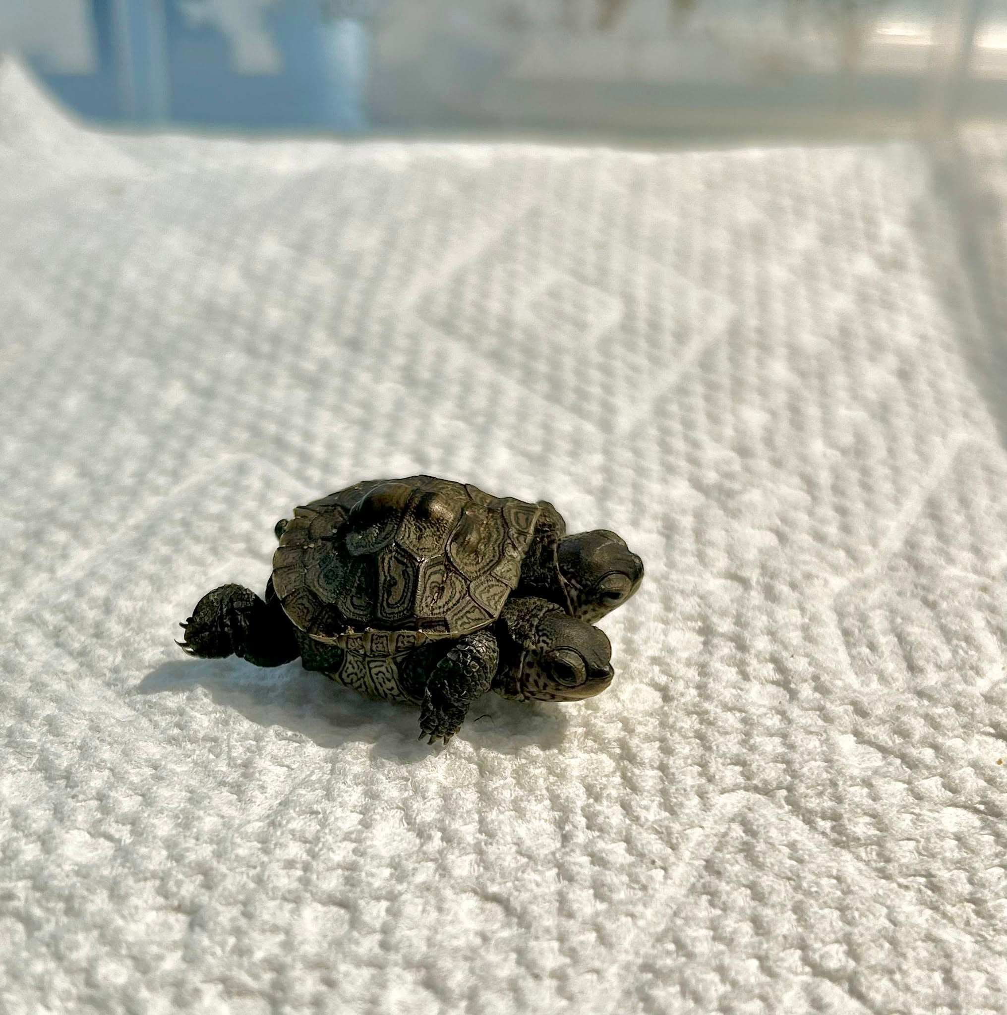 The turtle is reportedly behaving normally, according to New England Wildlife Center CEO Zak Mertz