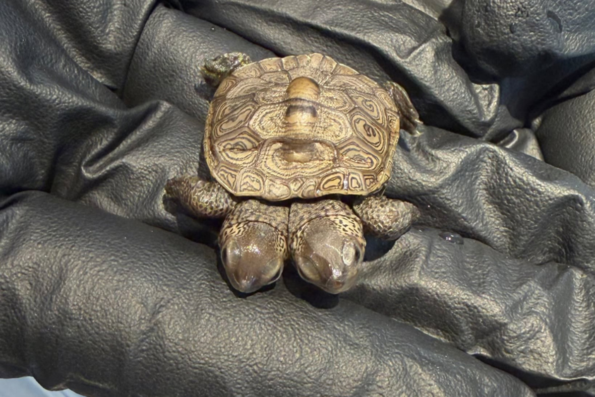 Rare two-headed turtle is found on Cape Cod