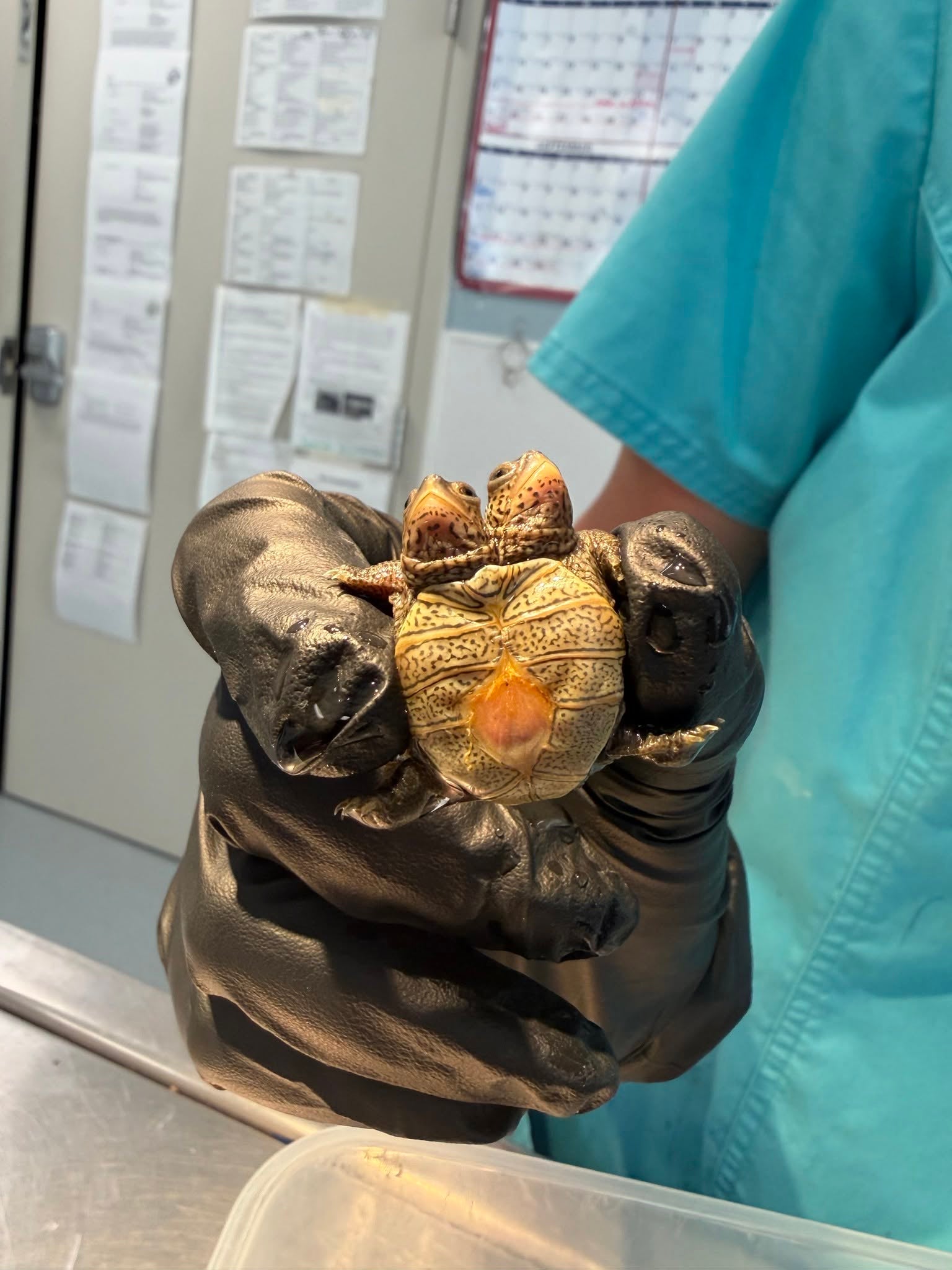 The baby turtle is only the second case of bicephaly that the Cape Wildlife Center has seen in five years