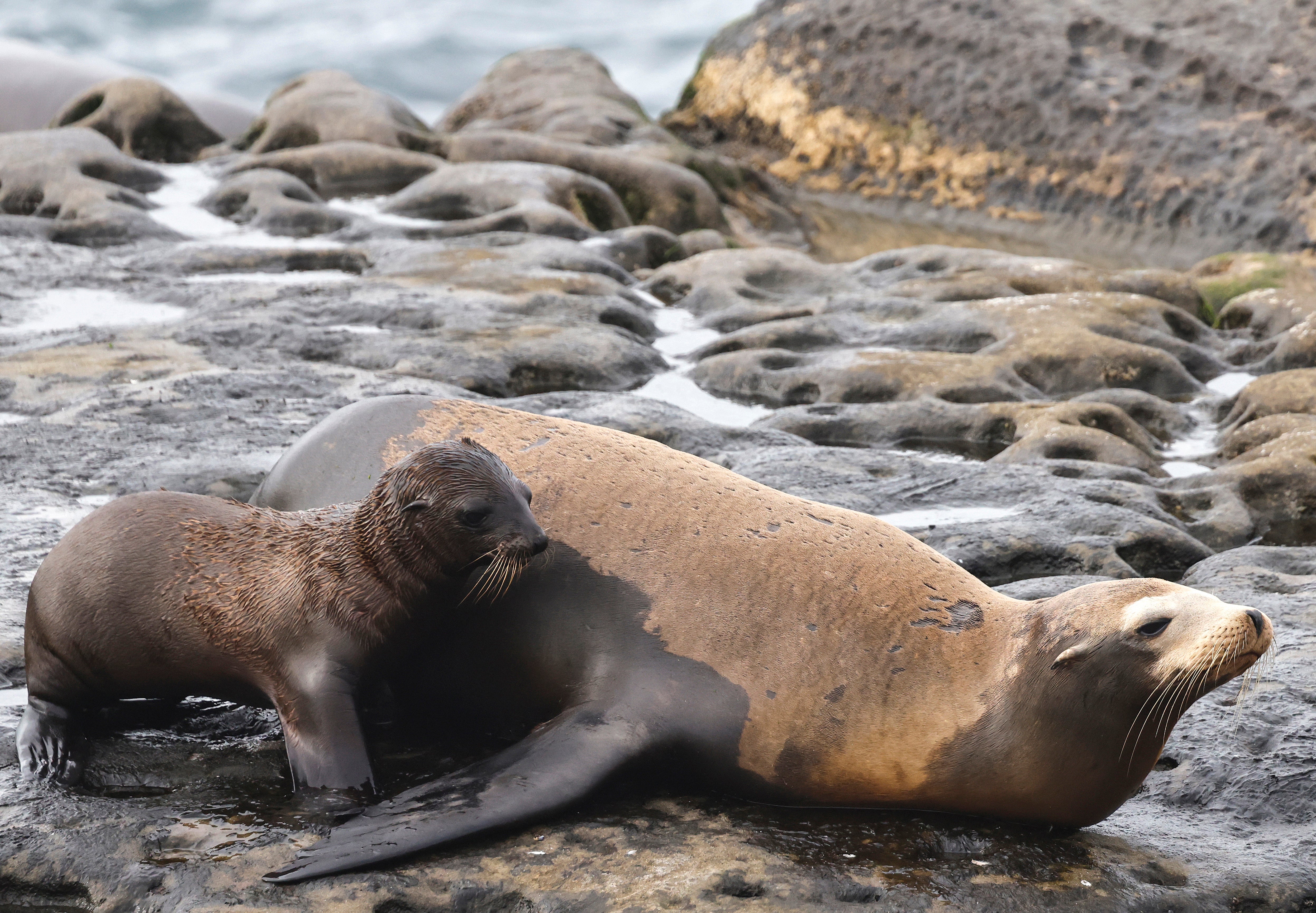 A sea lion in San Francisco was found decapitated. Local officials determined the animal's head was removed after it had already died, but warned the public that interfering with the carcasses of dead marine mammals is a federal crime
