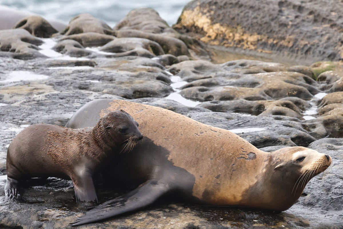 Investigation launched after beheaded sea lion is found along San Francisco shore