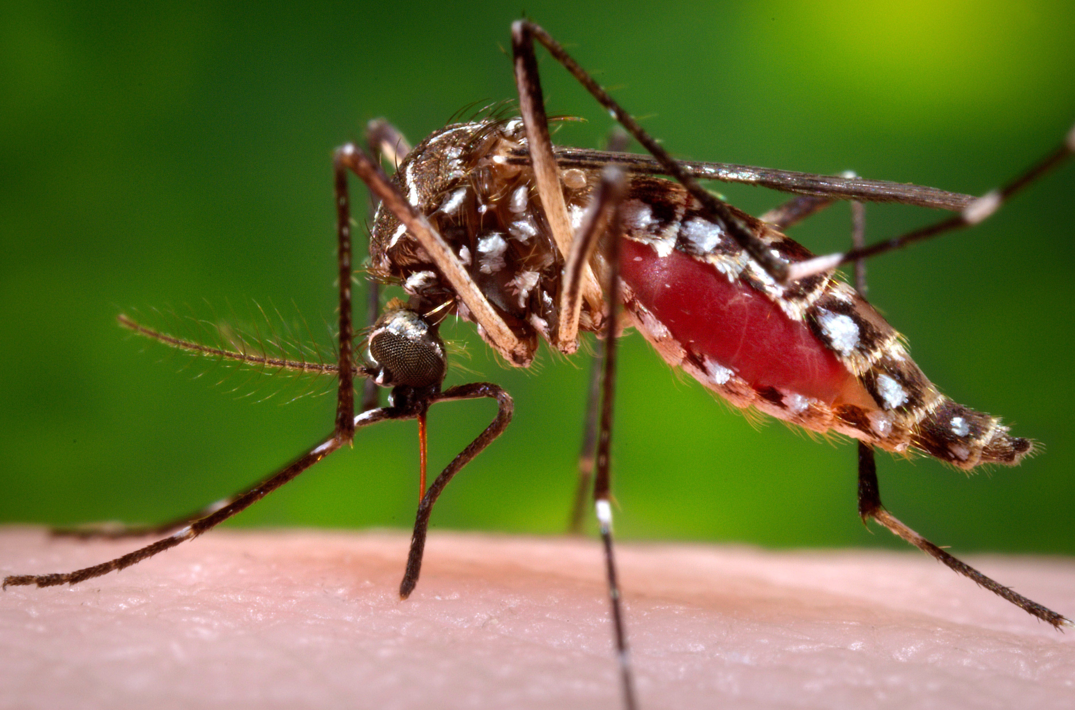 Florida has reported more than 250 locally acquired dengue cases in 2026, which is spread primarily by infected mosquitoes, becoming the U.S. continental state with the most reports in decades
