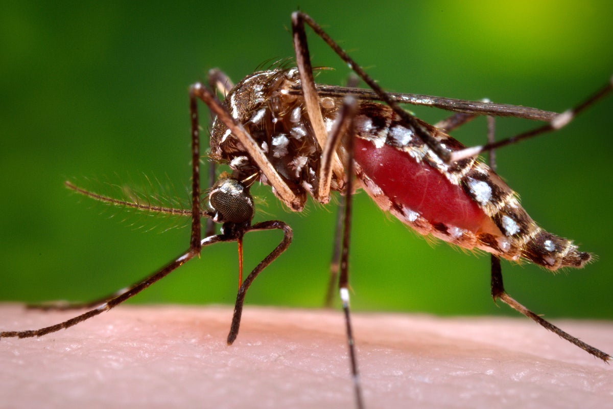 Florida confirms a death from dengue as the state struggles with one of its worst recent outbreaks