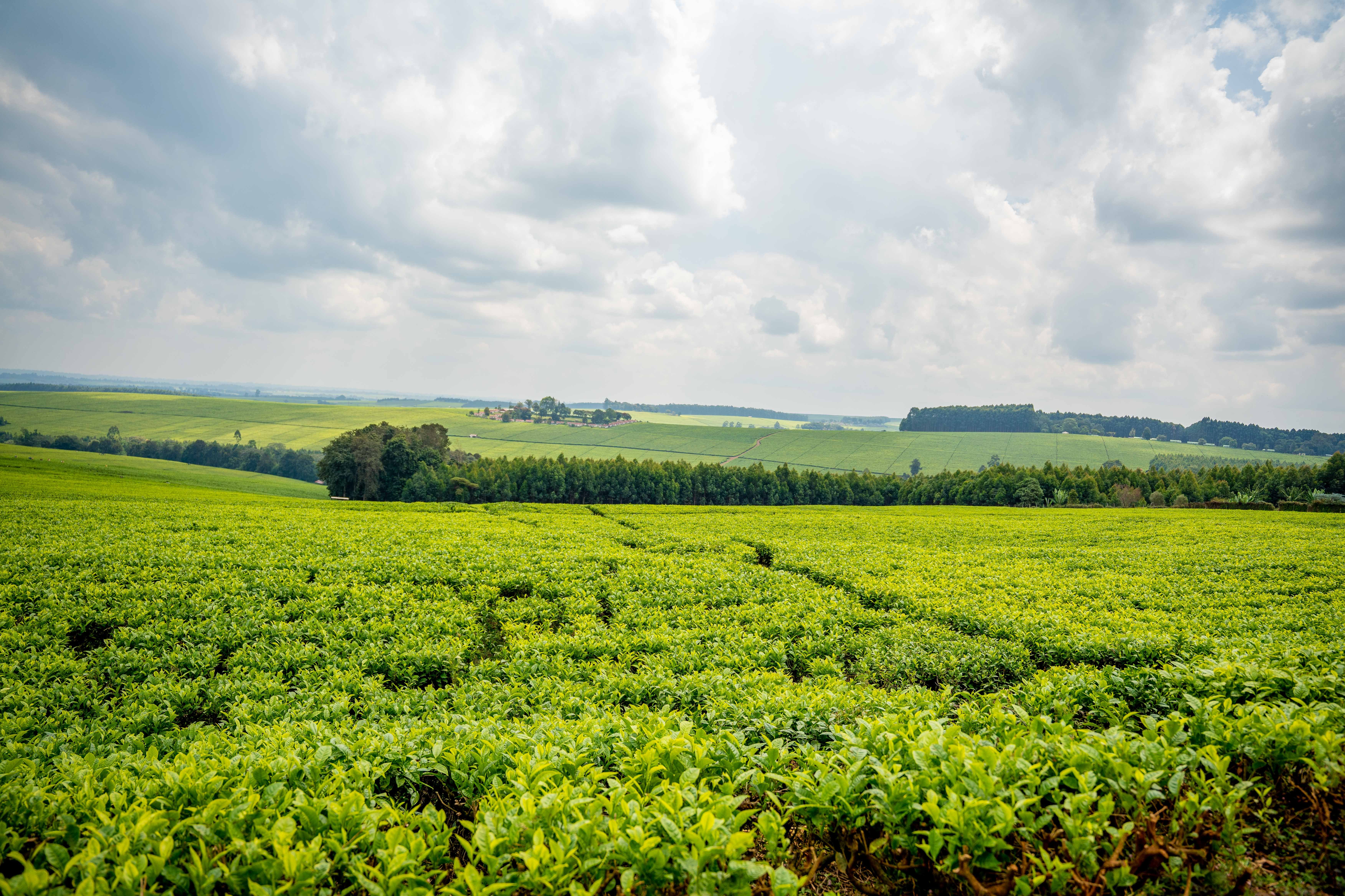 These areas are seeing more volatile and extreme weather this year, including wetter conditions in January when it is usually dry, hot temperatures in July when cooler conditions are expected, storms and drought.