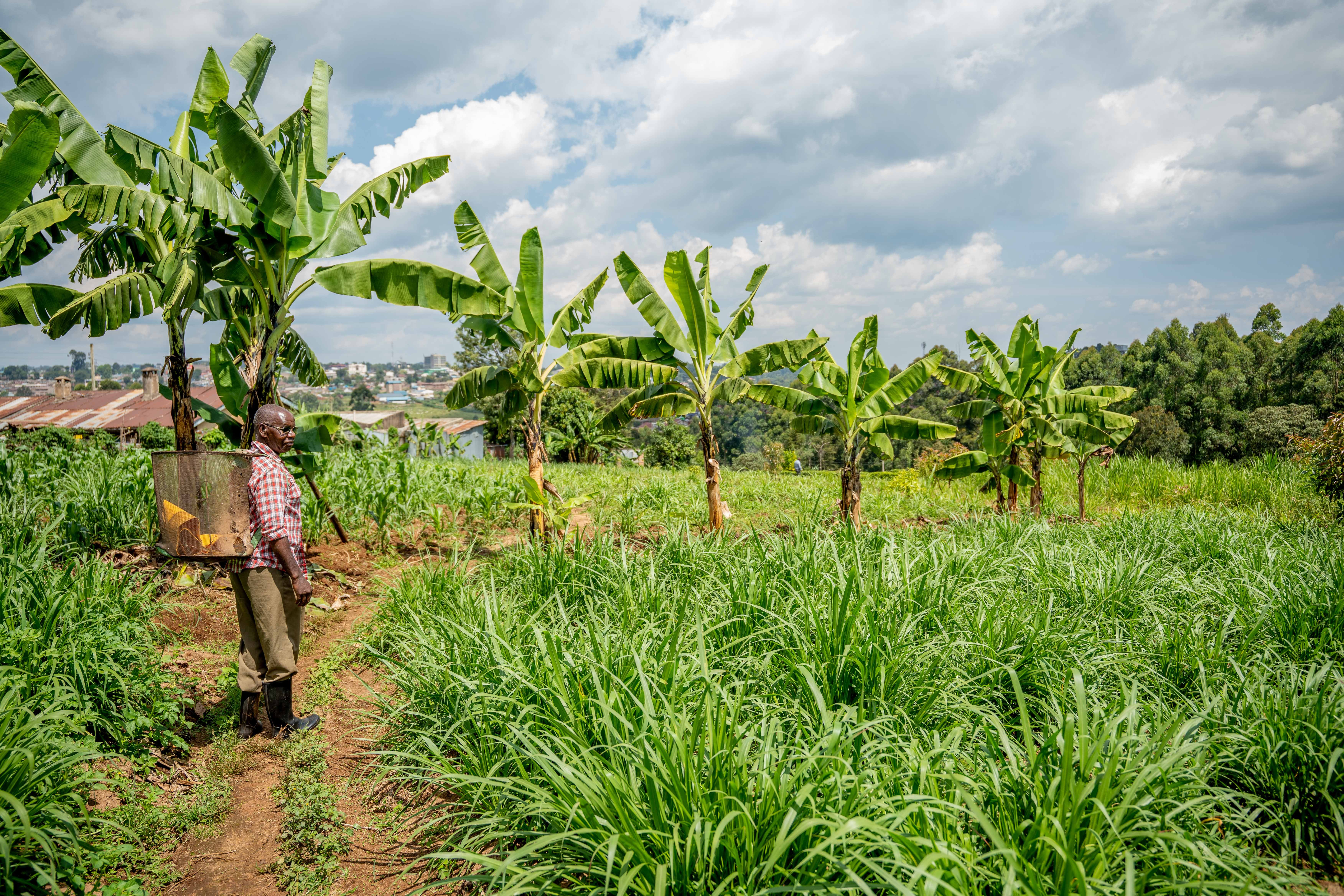 Kenya, which supplies half of all the black tea consumed by Britain, has seen farmers facing unpredictable climate conditions, lower production and quality levels, and rising input costs in recent years