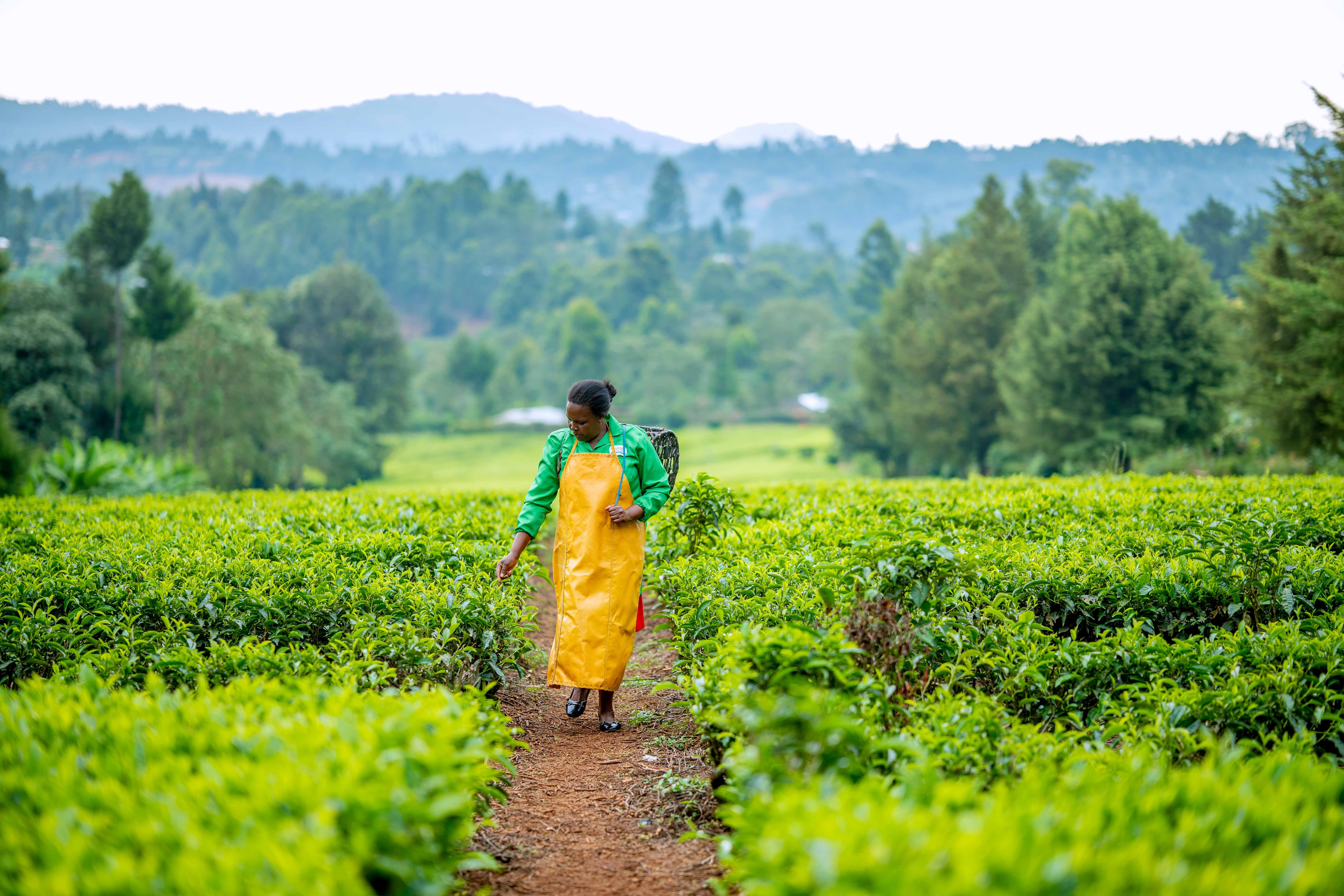 Kenyan farmers who grow tea sold in UK supermarkets have warned that climate impacts are hitting yields and their already 'scarce' incomes