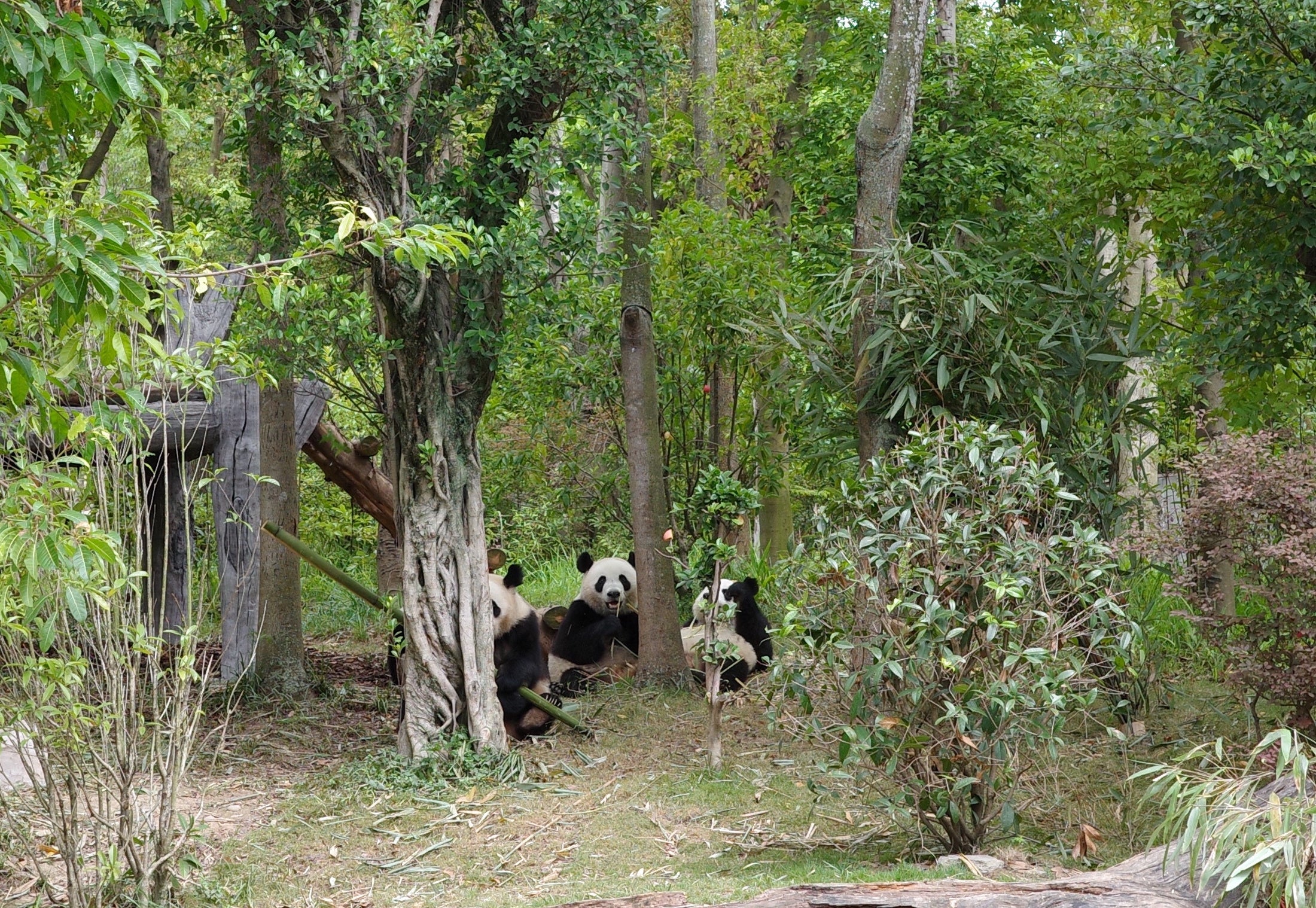 The Chengdu Research Base of Giant Panda Breeding is home to over 200 pandas