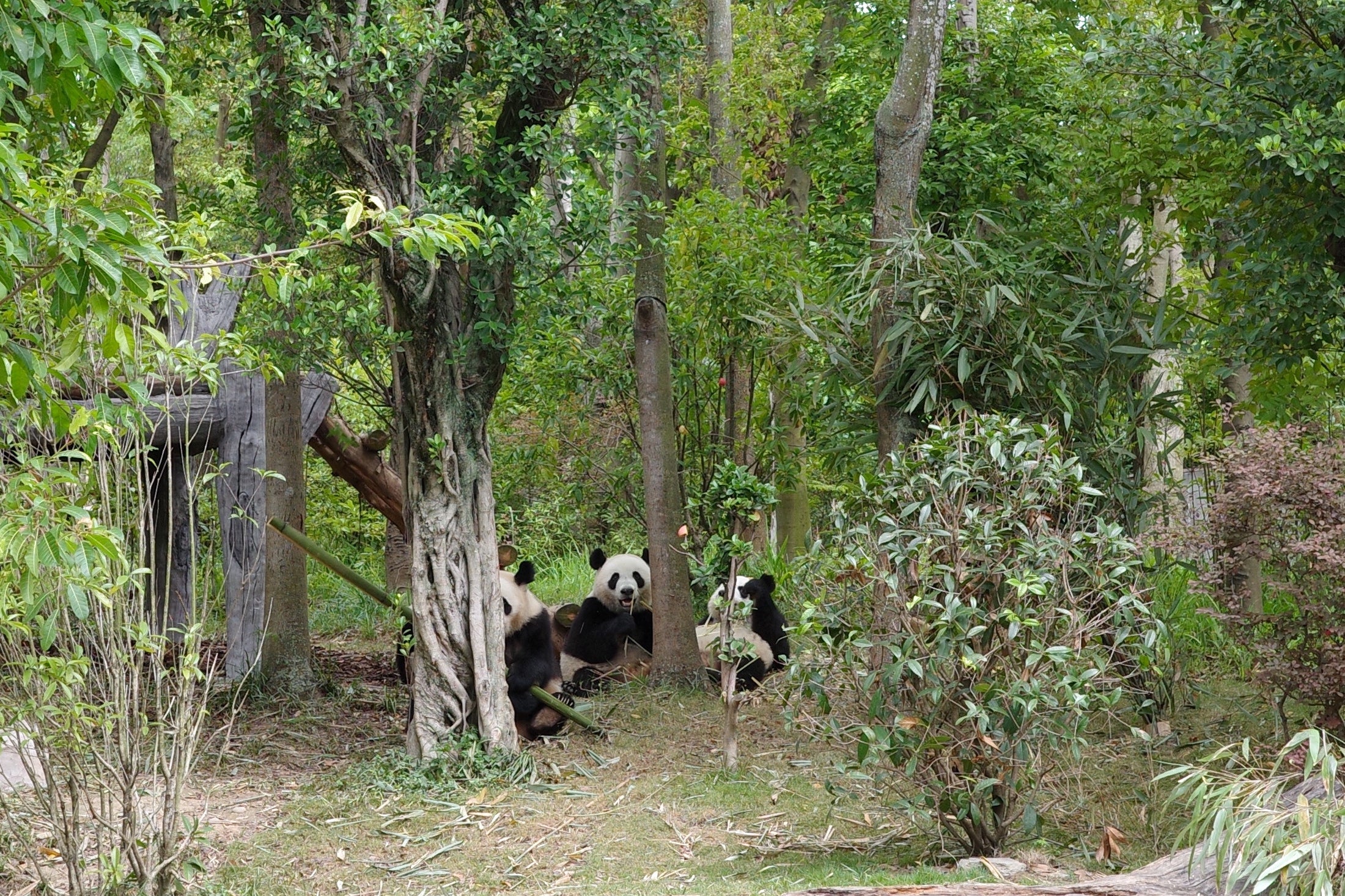 The Chengdu Research Base of Giant Panda Breeding is home to over 200 pandas (Venus Wong)