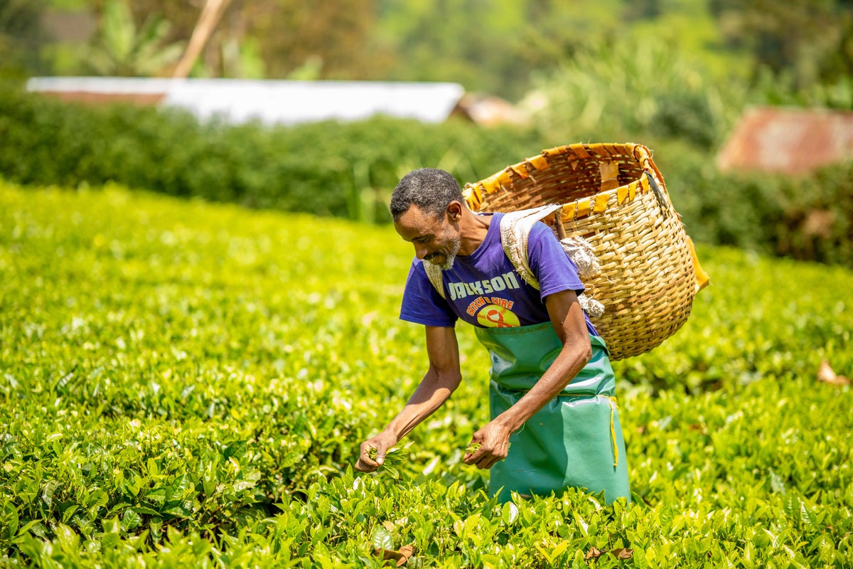 How extreme global weather is causing UK tea prices to surge