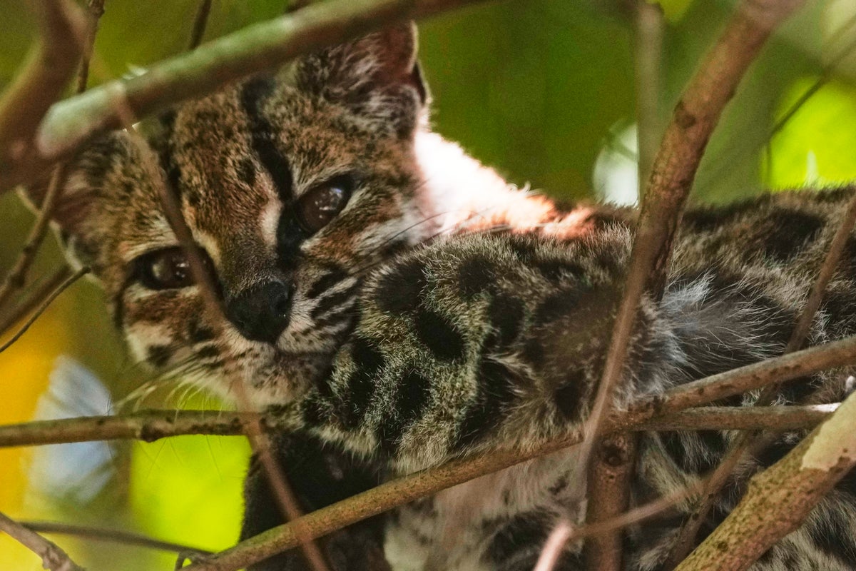 Tigrino, el tilcayo, se convierte en símbolo de conservación en Bolivia