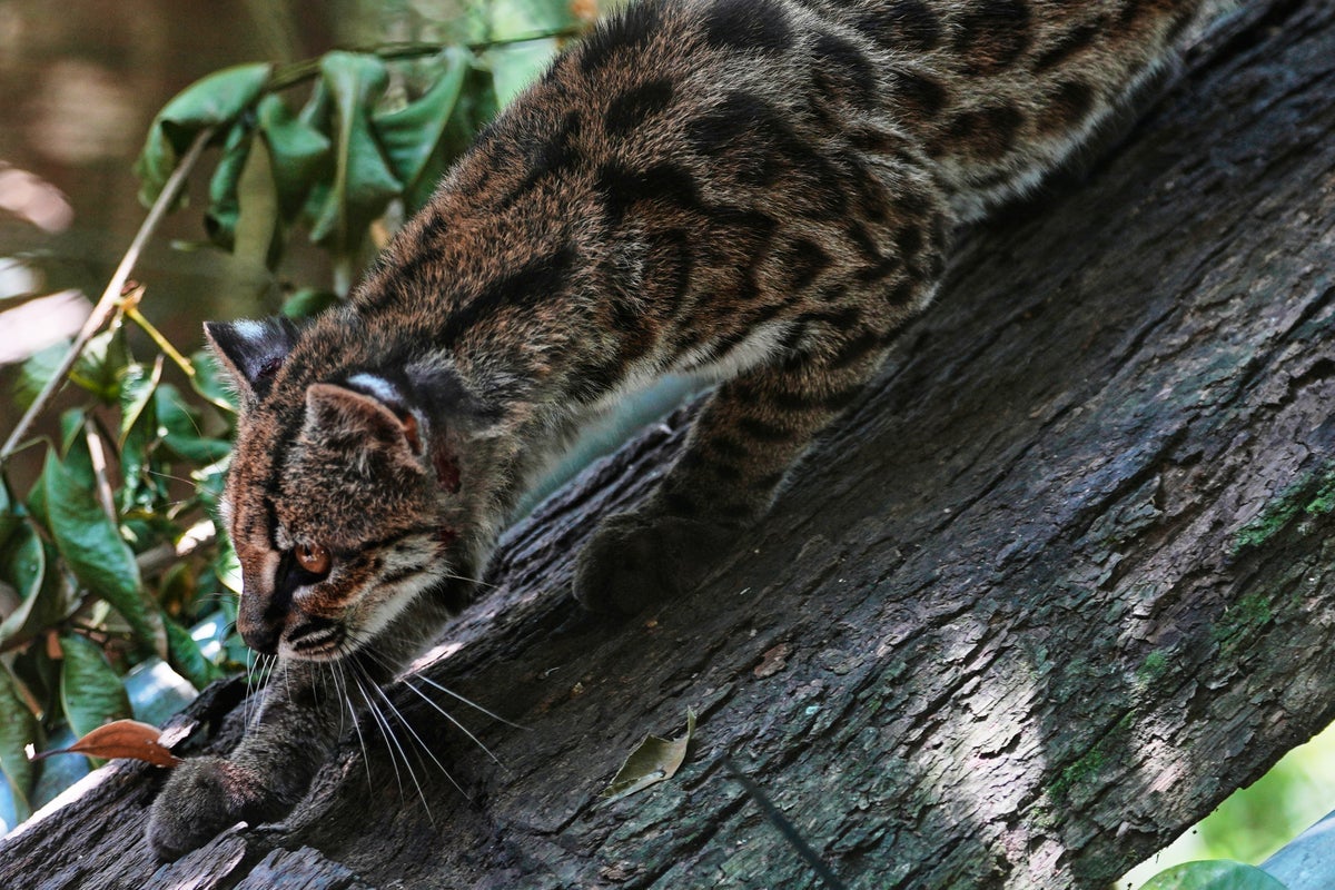 Tiny Bolivian Wild Cat Draws Visitors