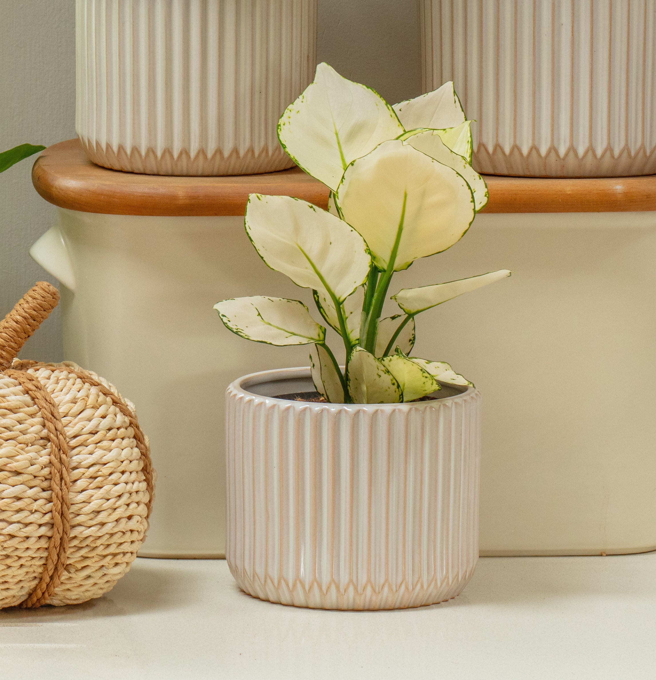 White aglaonema (Chinese evergreen)