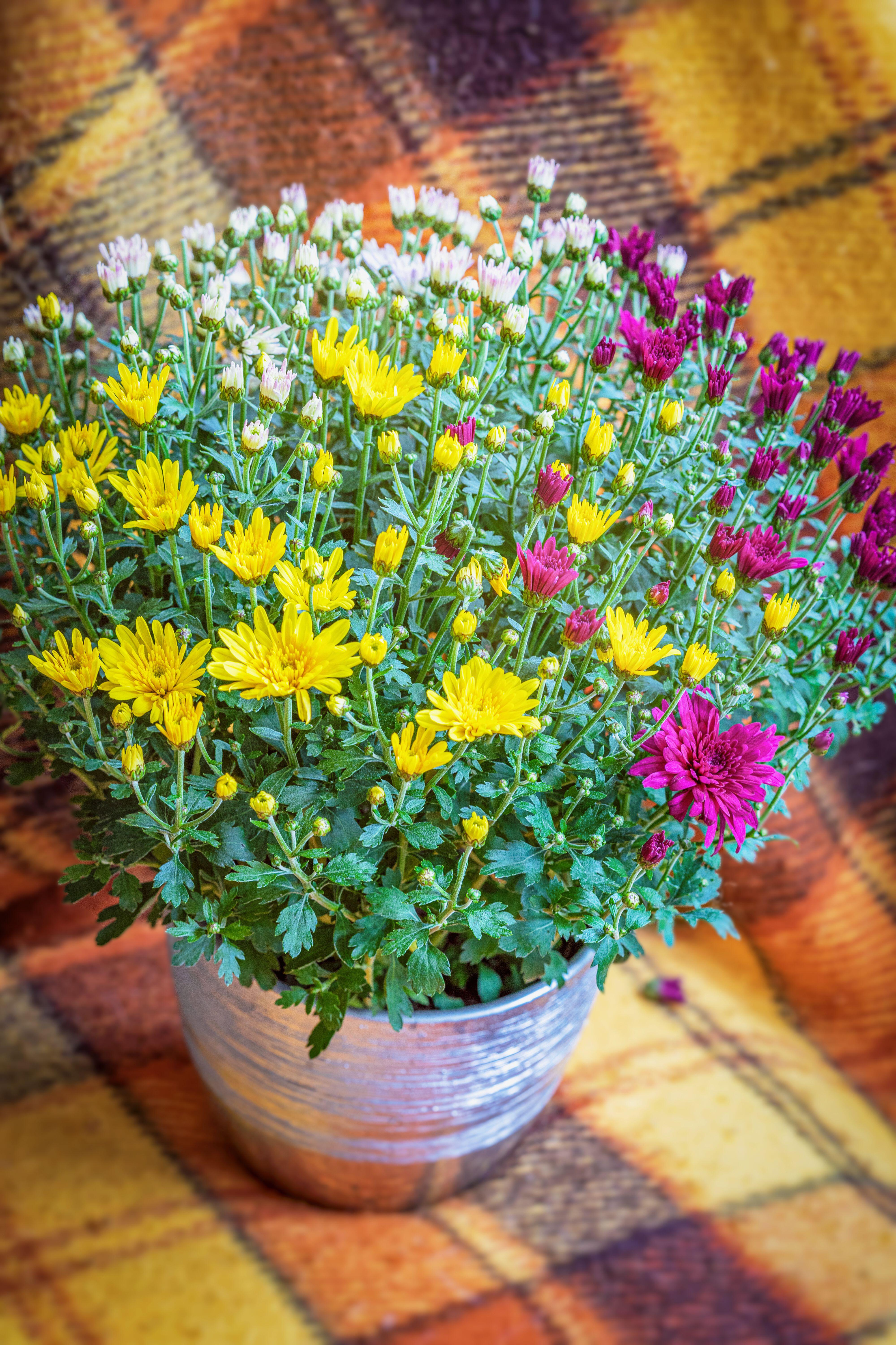 Indoor chrysanthemums